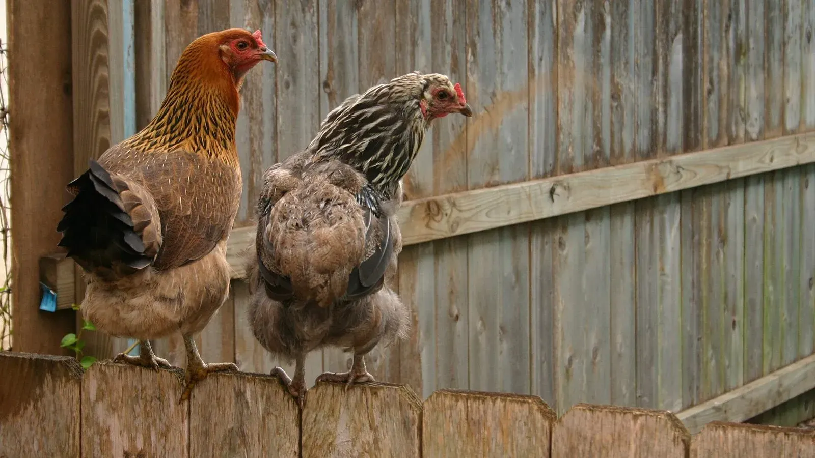 Two hens perched on a low wooden fence rail in a sunlit backyard