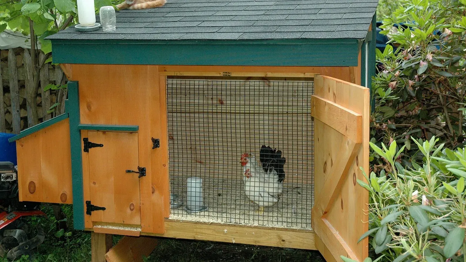 A timber chicken coop with an open wire door and hens visible inside the henhouse