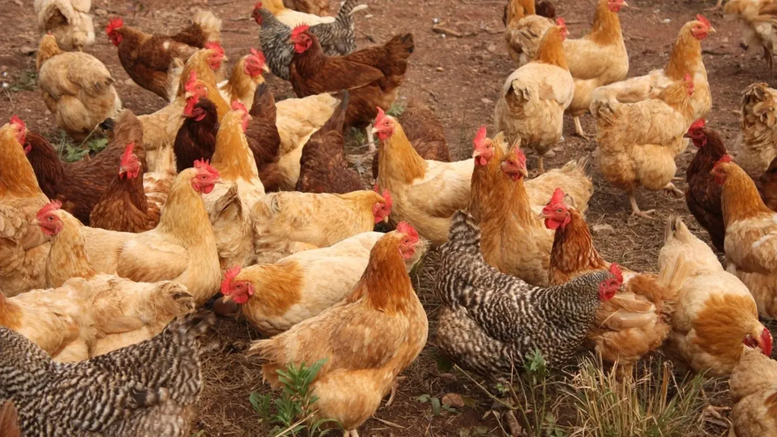 A small flock of free range chickens scratching over open ground on a smallholding