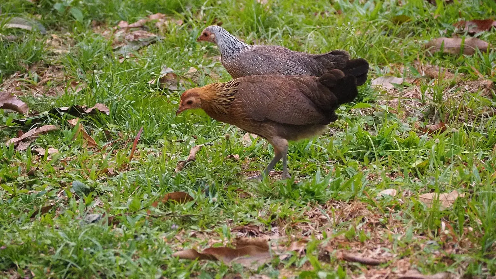 Two brown hens foraging on bare ground beside a patch of grass