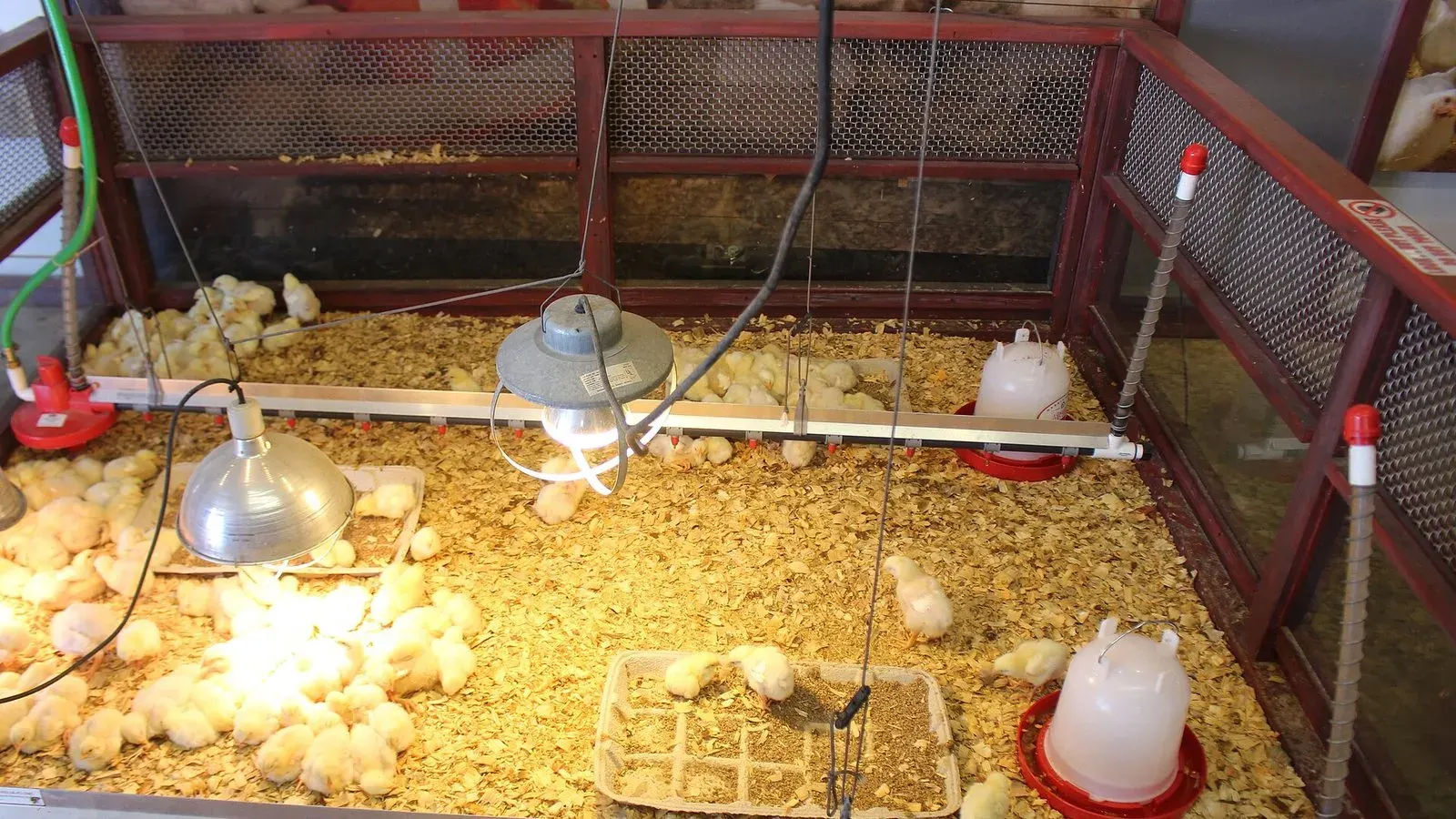 Young chicks in a straw-bedded brooder pen feeding from a shallow trough