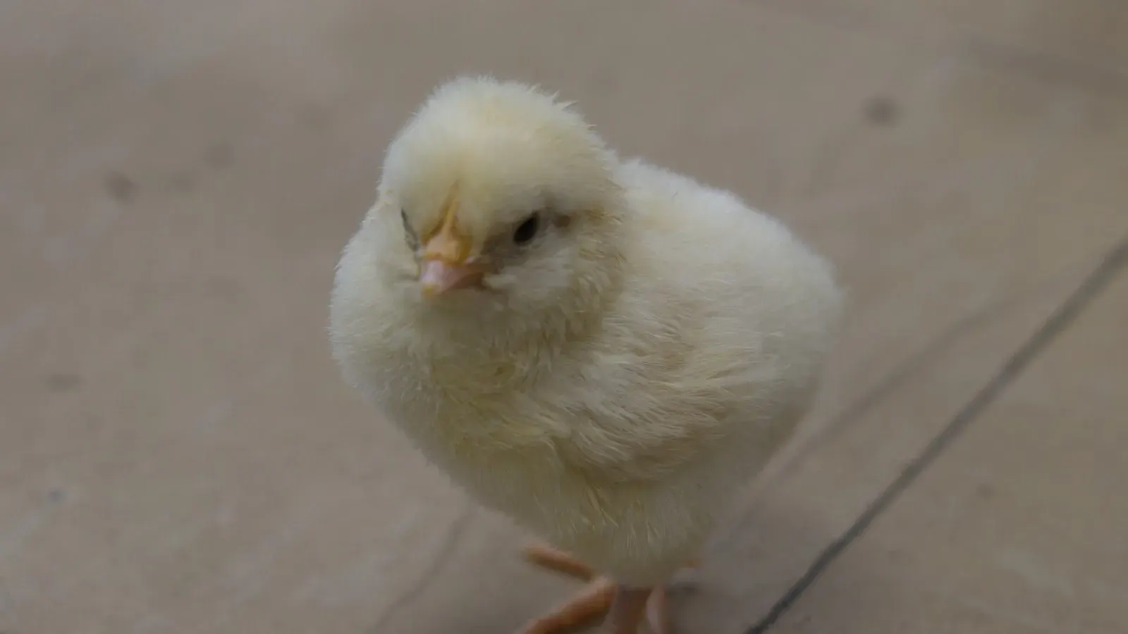 A single pale yellow day-old chick standing on a smooth floor