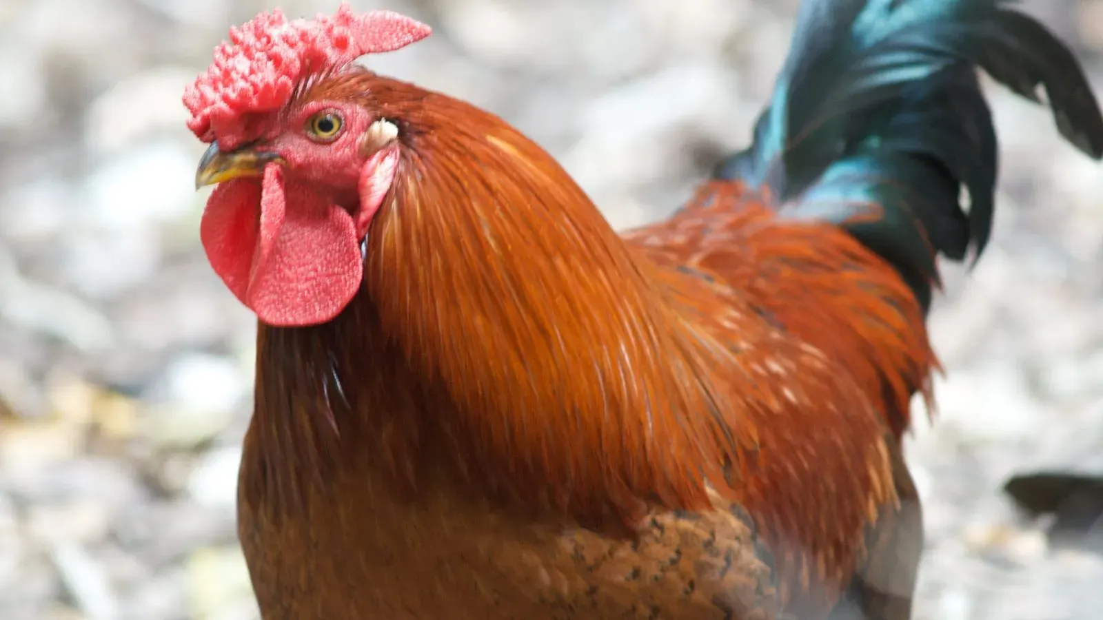 A hen standing in short grass with her head lowered, seen from the side