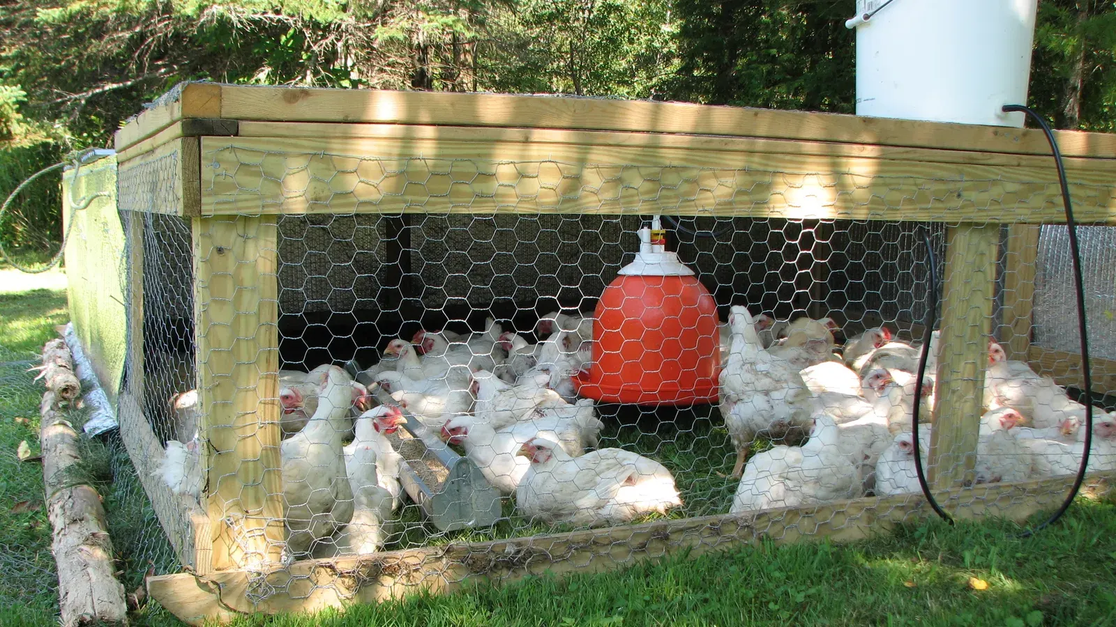 White chickens crowded inside a low wooden and wire coop on grass with a red waterer in the middle