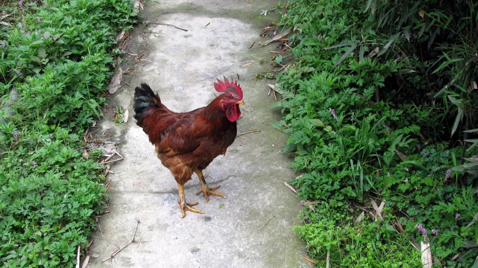 A red brown chicken standing on a concrete path with thick green summer growth on both sides