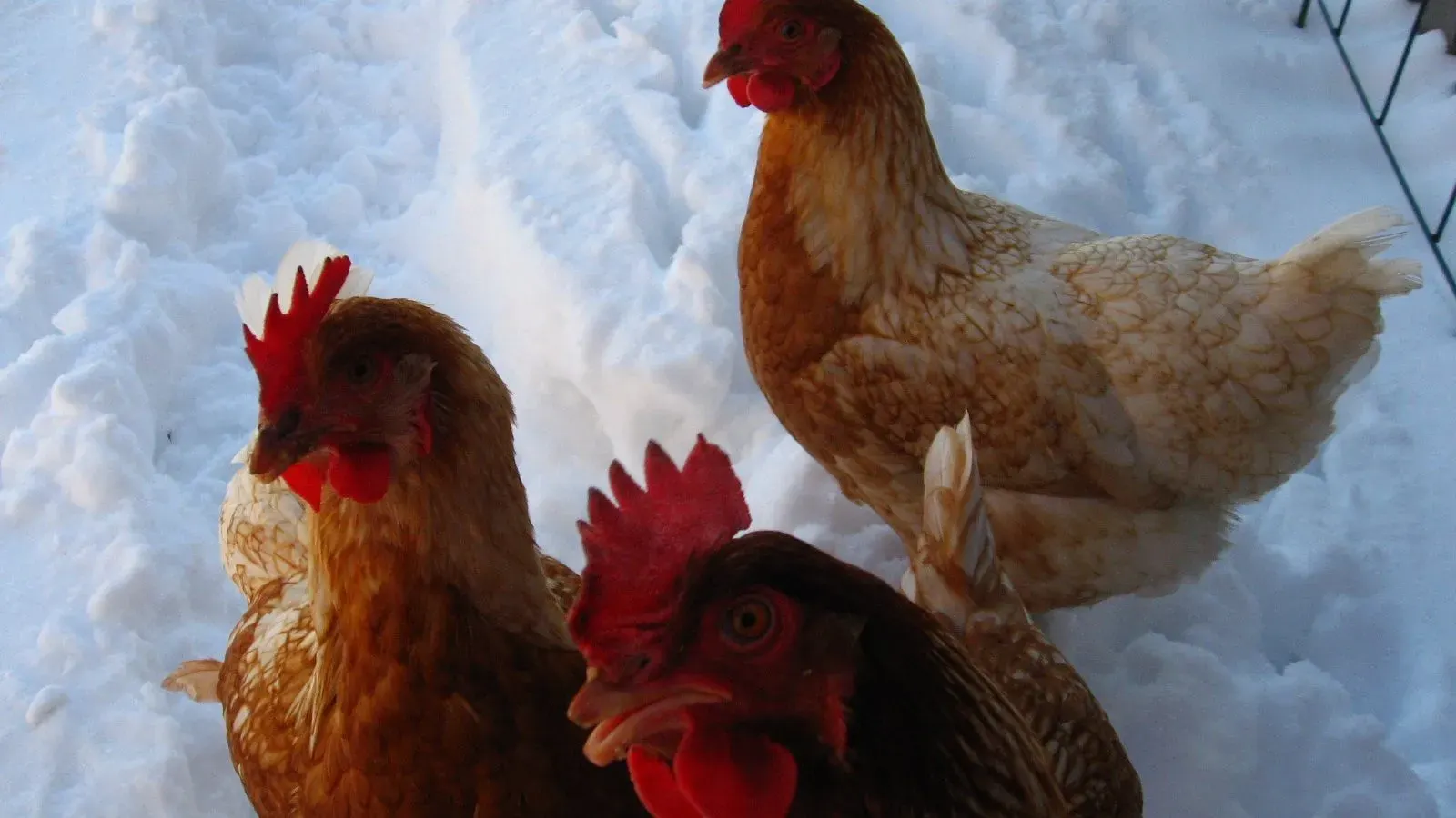 Three brown hens standing on snow-covered ground outside a coop in winter