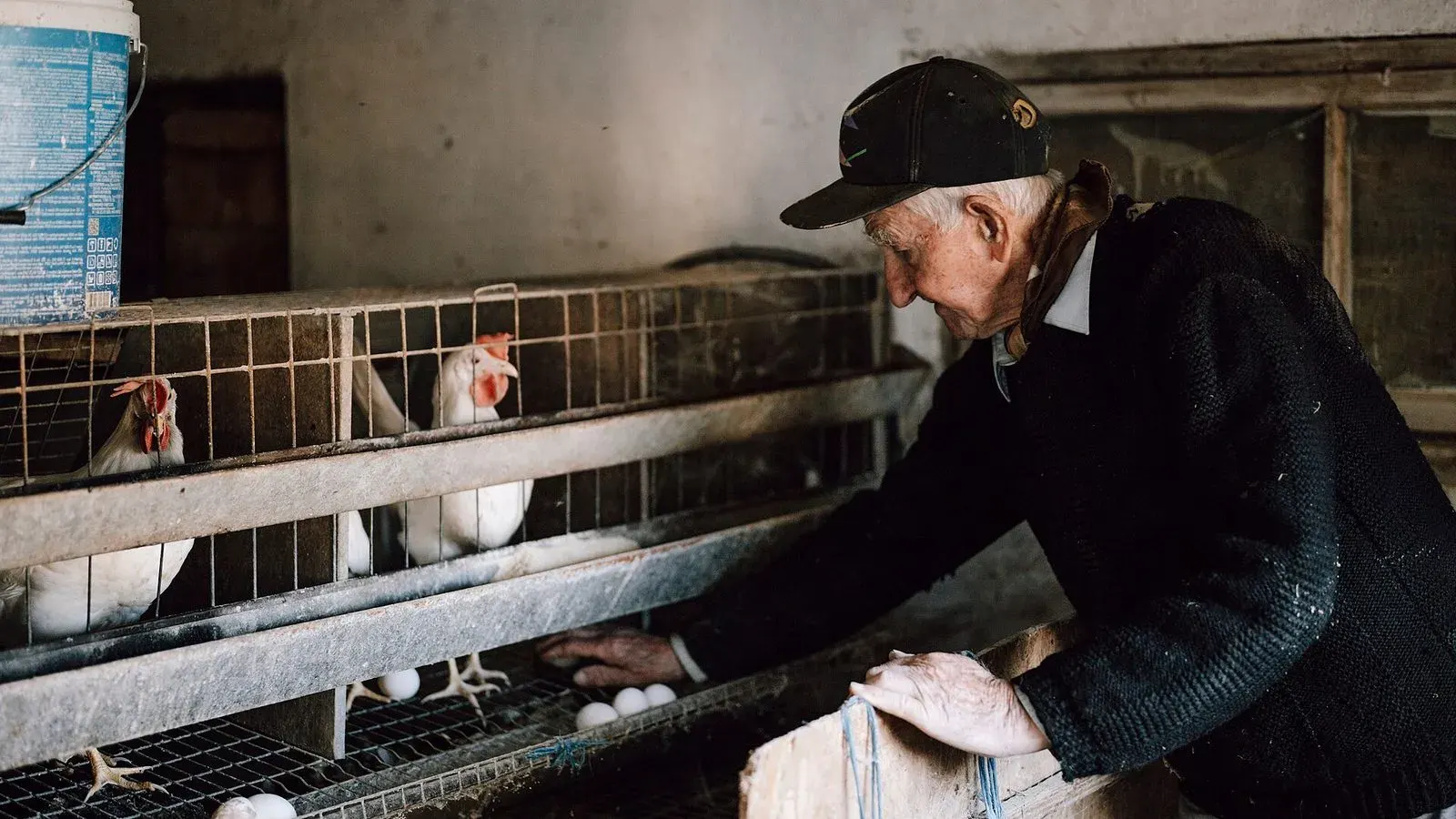 A keeper collecting eggs from nest boxes inside a lit henhouse