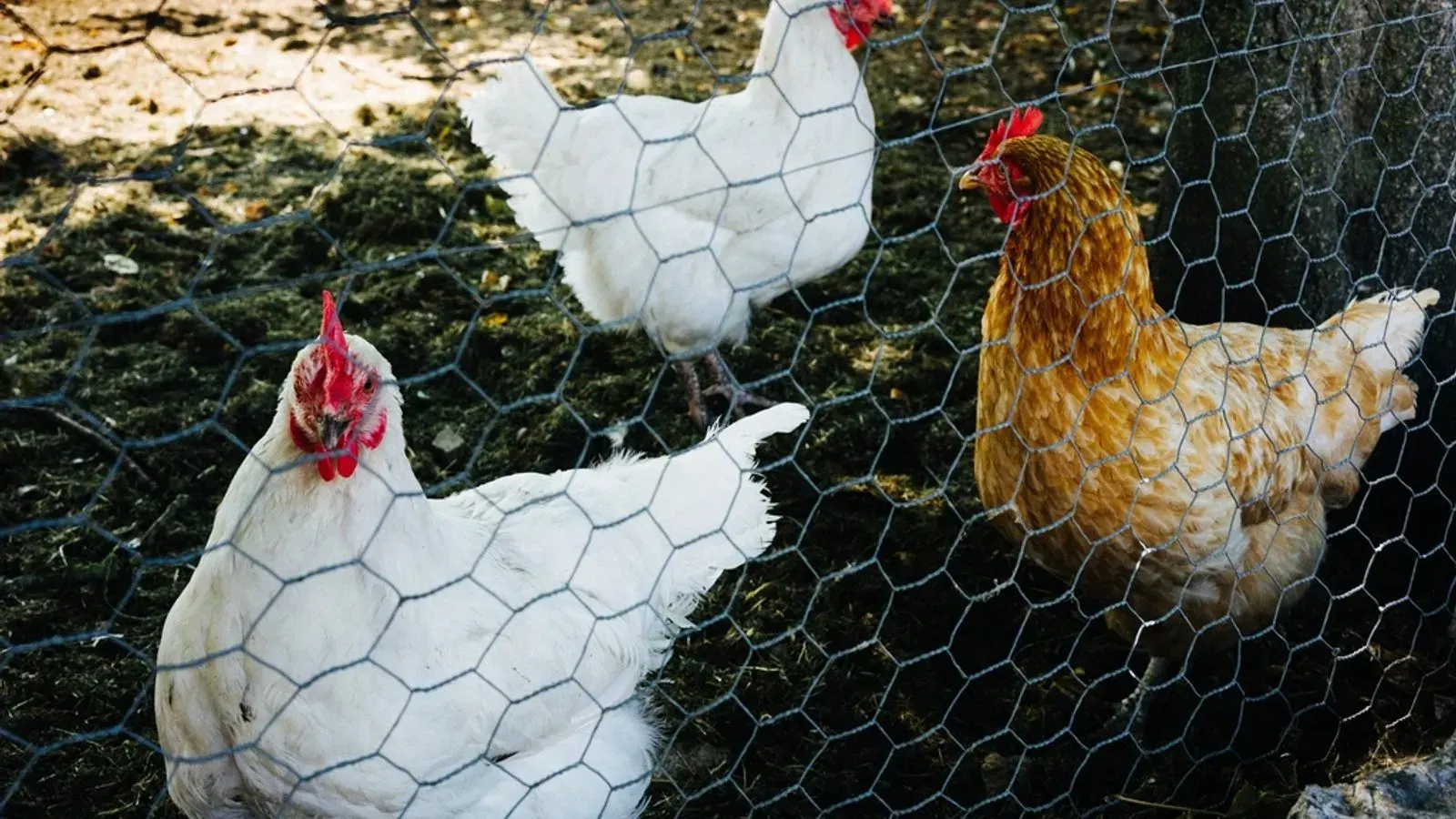 A hen standing on grass beside a weathered wooden coop wall in daylight