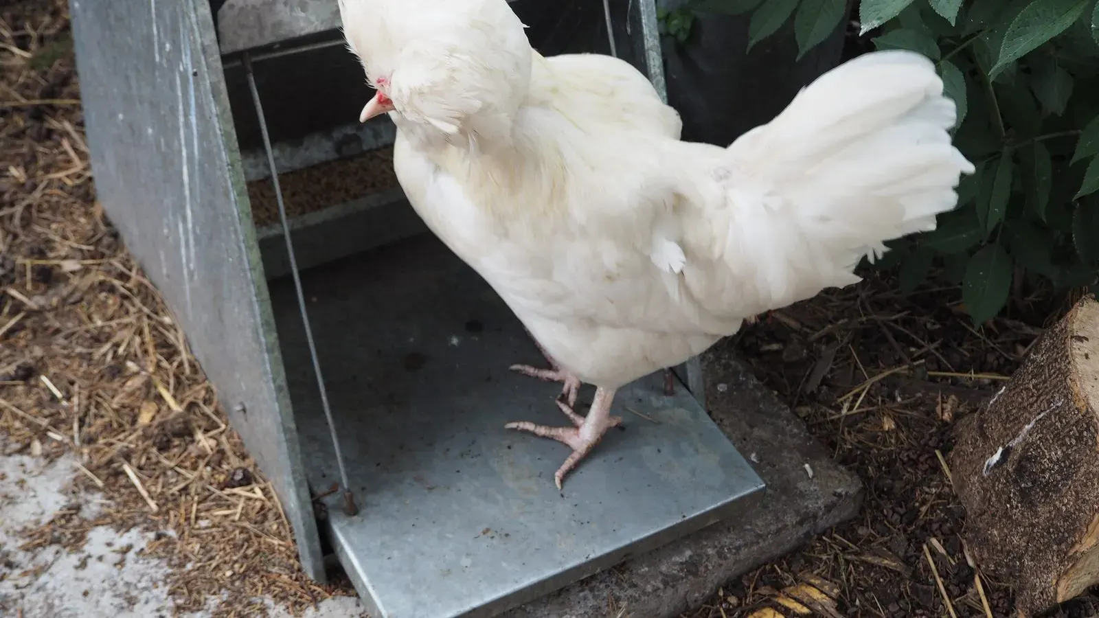 Hens walking down a wooden ramp from a raised coop into a grassy run
