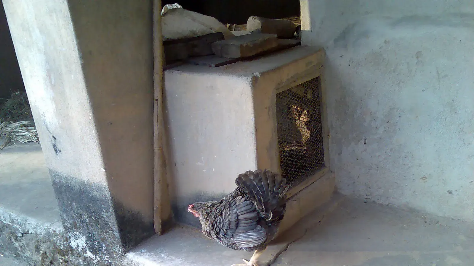 A brown hen standing on bare ground with her chicks close beside her
