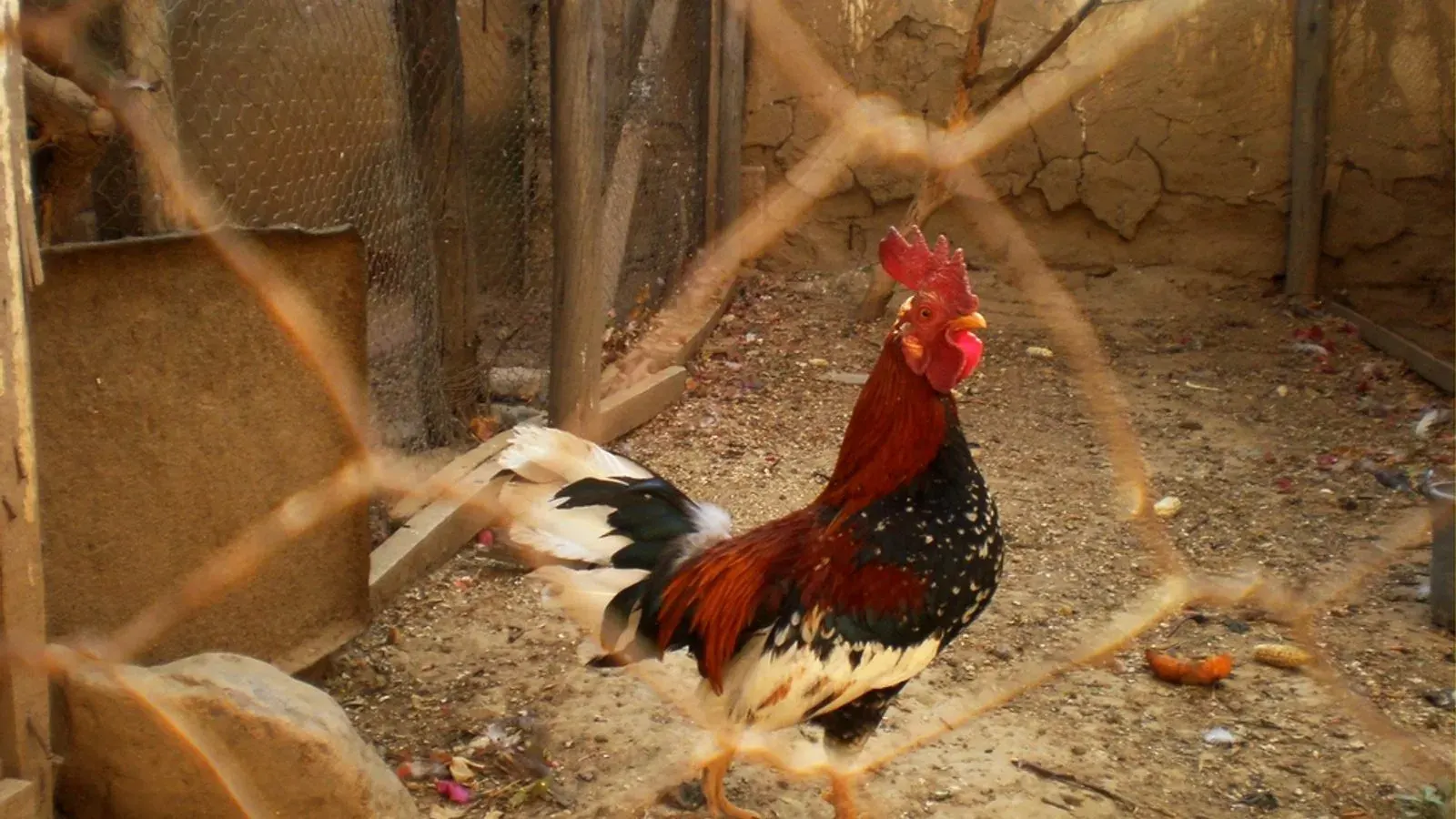 A speckled hen standing outside a timber coop with the wall boards behind her