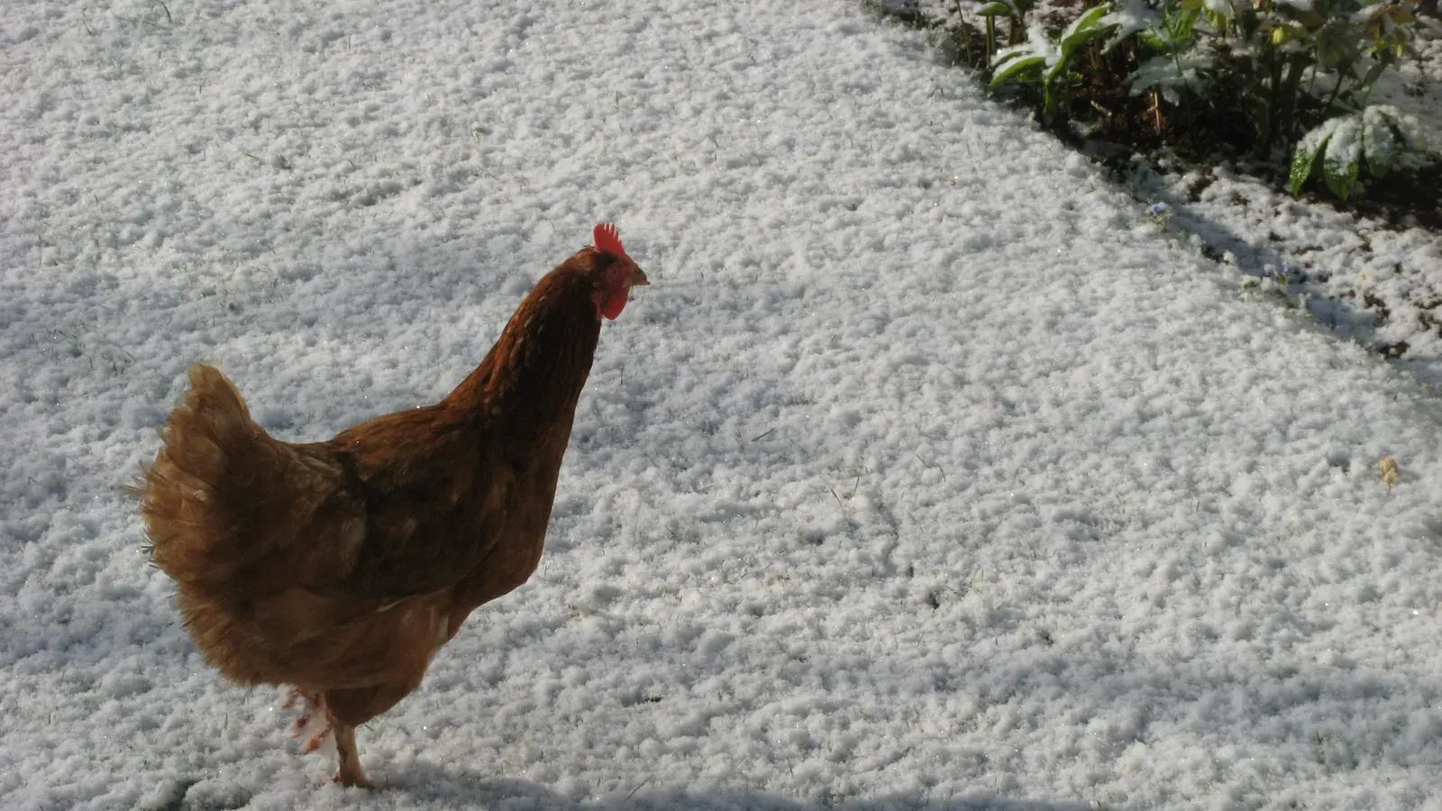 A small wooden chicken coop standing on grass in a backyard with hens beside it