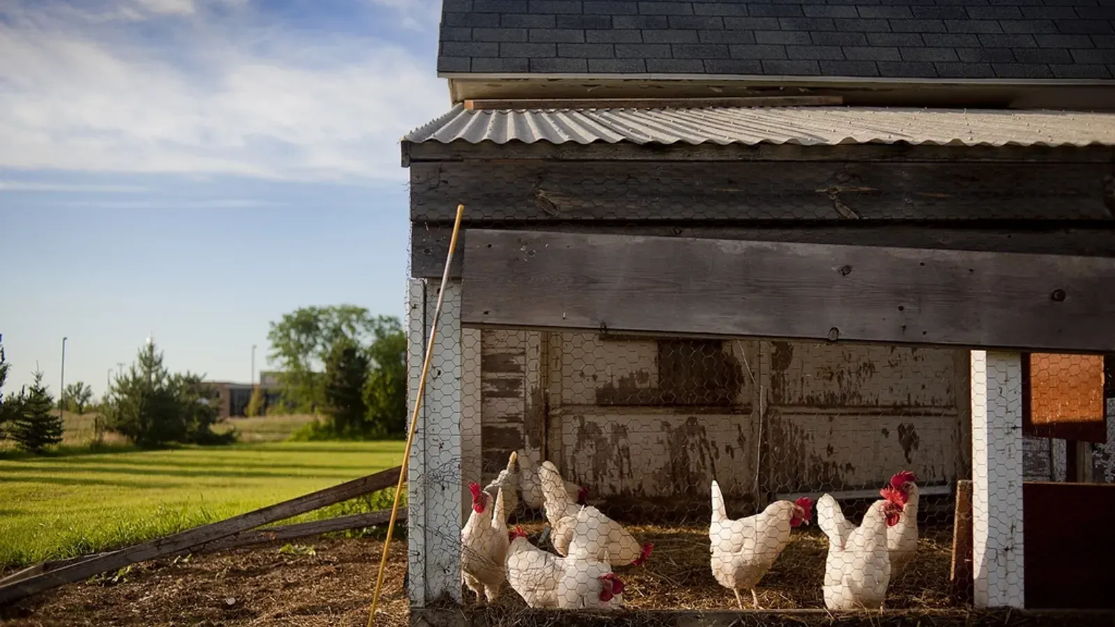 A small flock of hens standing outside the open door of a timber henhouse in a grass paddock
