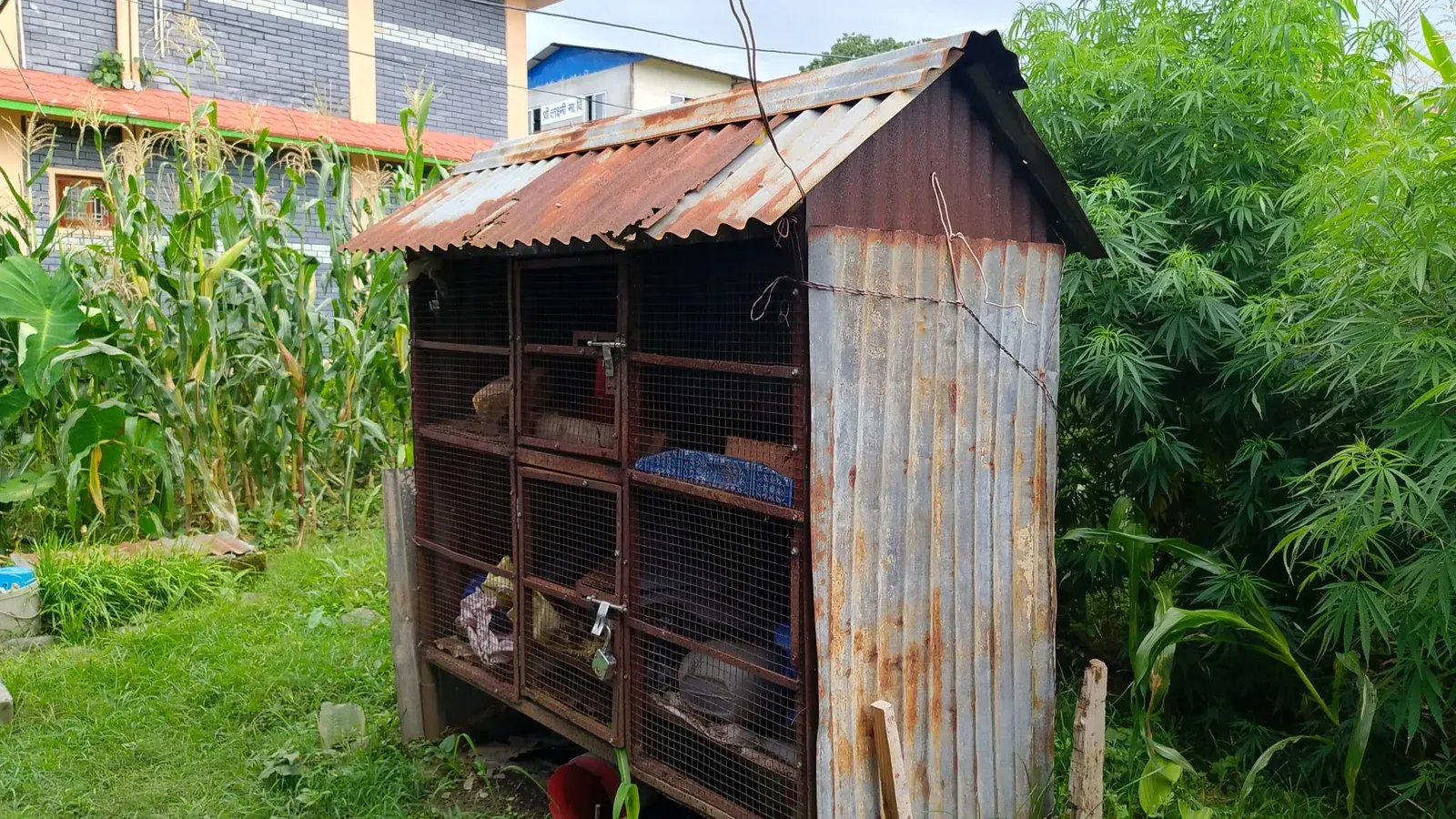 A rustic backyard chicken coop with a corrugated metal roof and wire mesh sides beside a vegetable garden