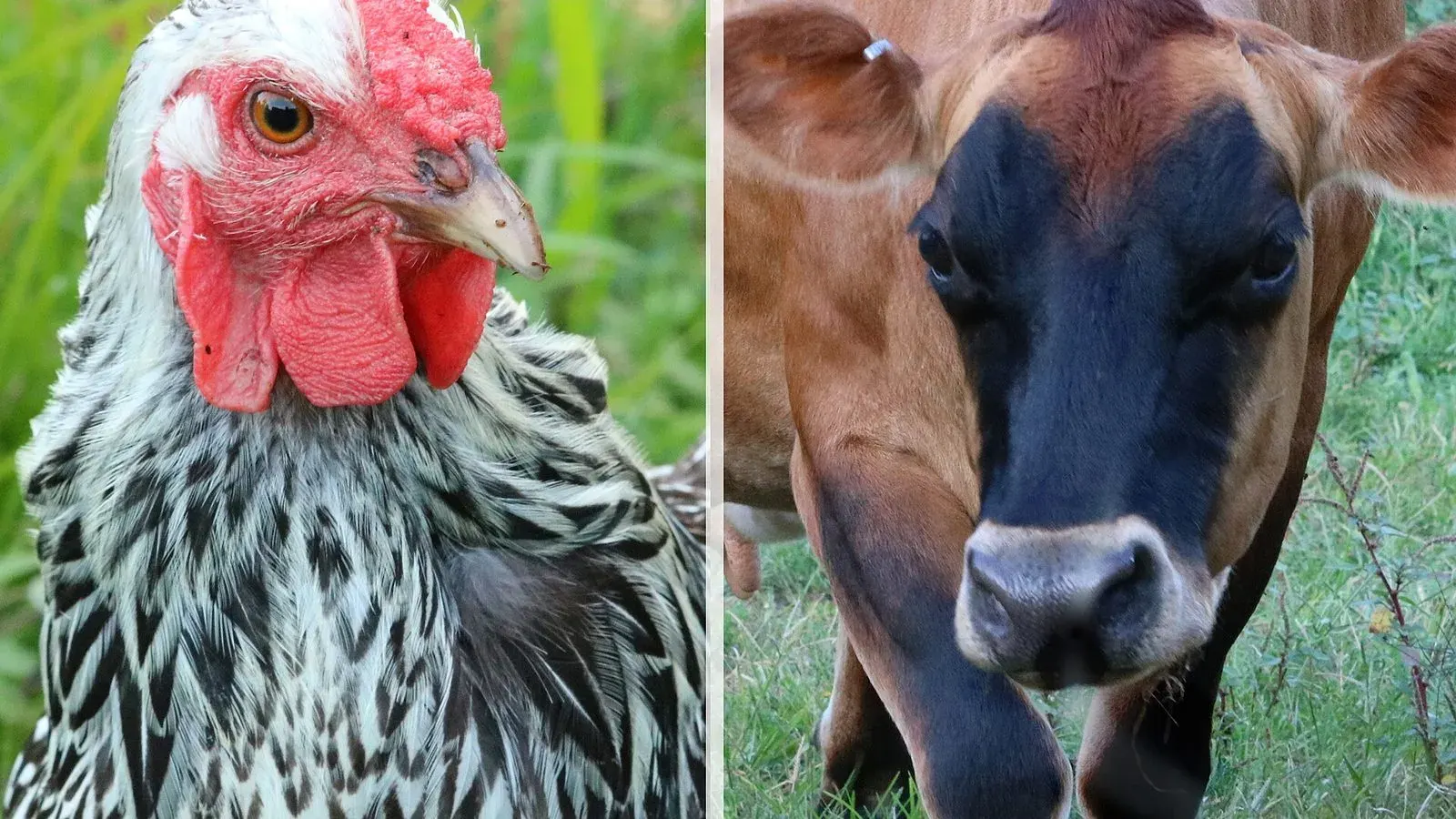 A brown hen standing on grass beside a cow in a farm paddock