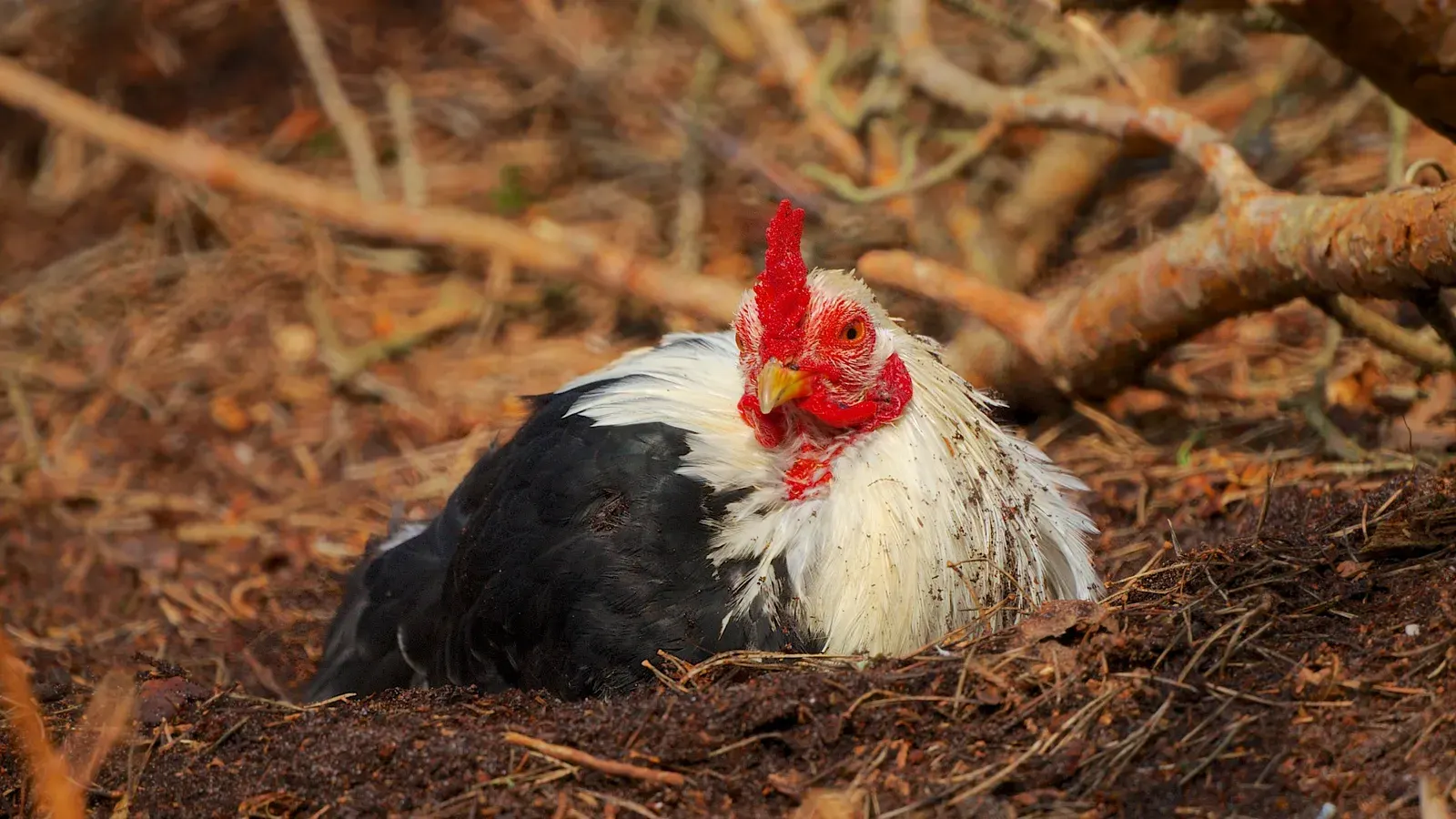 A brown hen lying on her side in a shallow pit of dry dust and loose soil