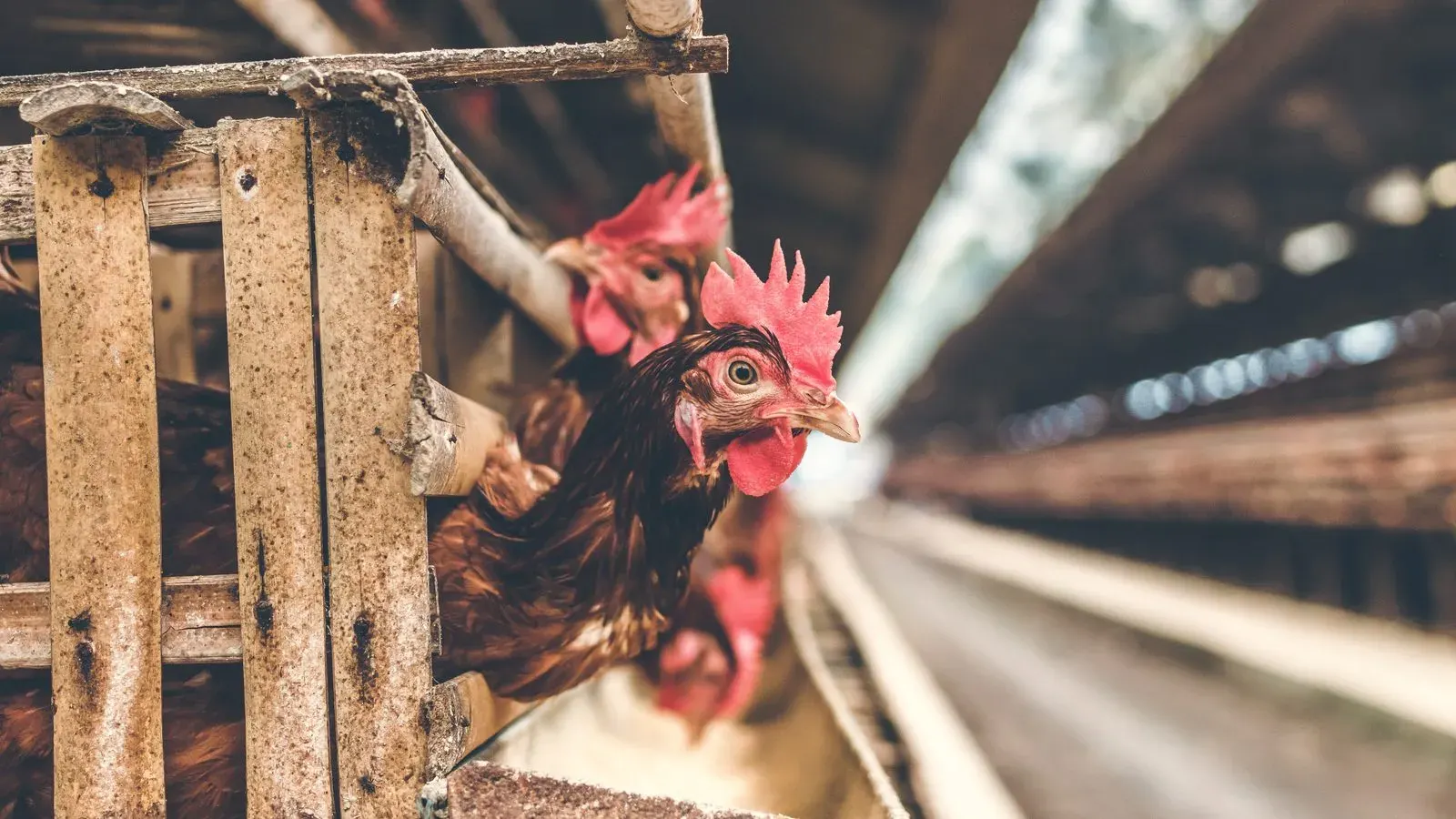 A close view of a hen's head showing her comb, wattles and clear open eye