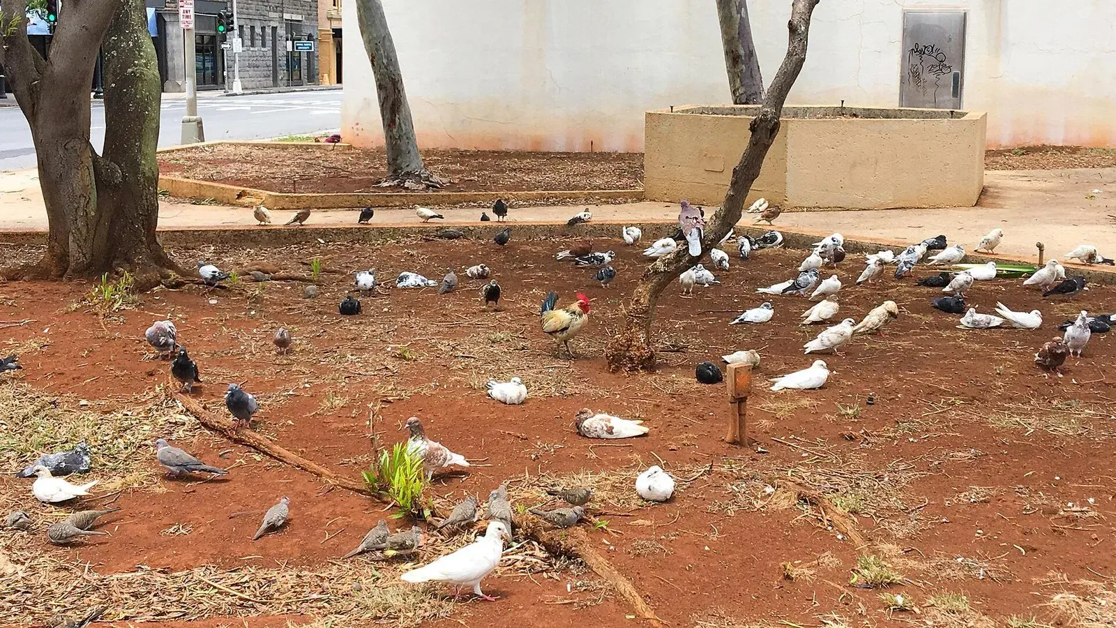 A rooster standing among a group of pigeons feeding on bare ground outdoors