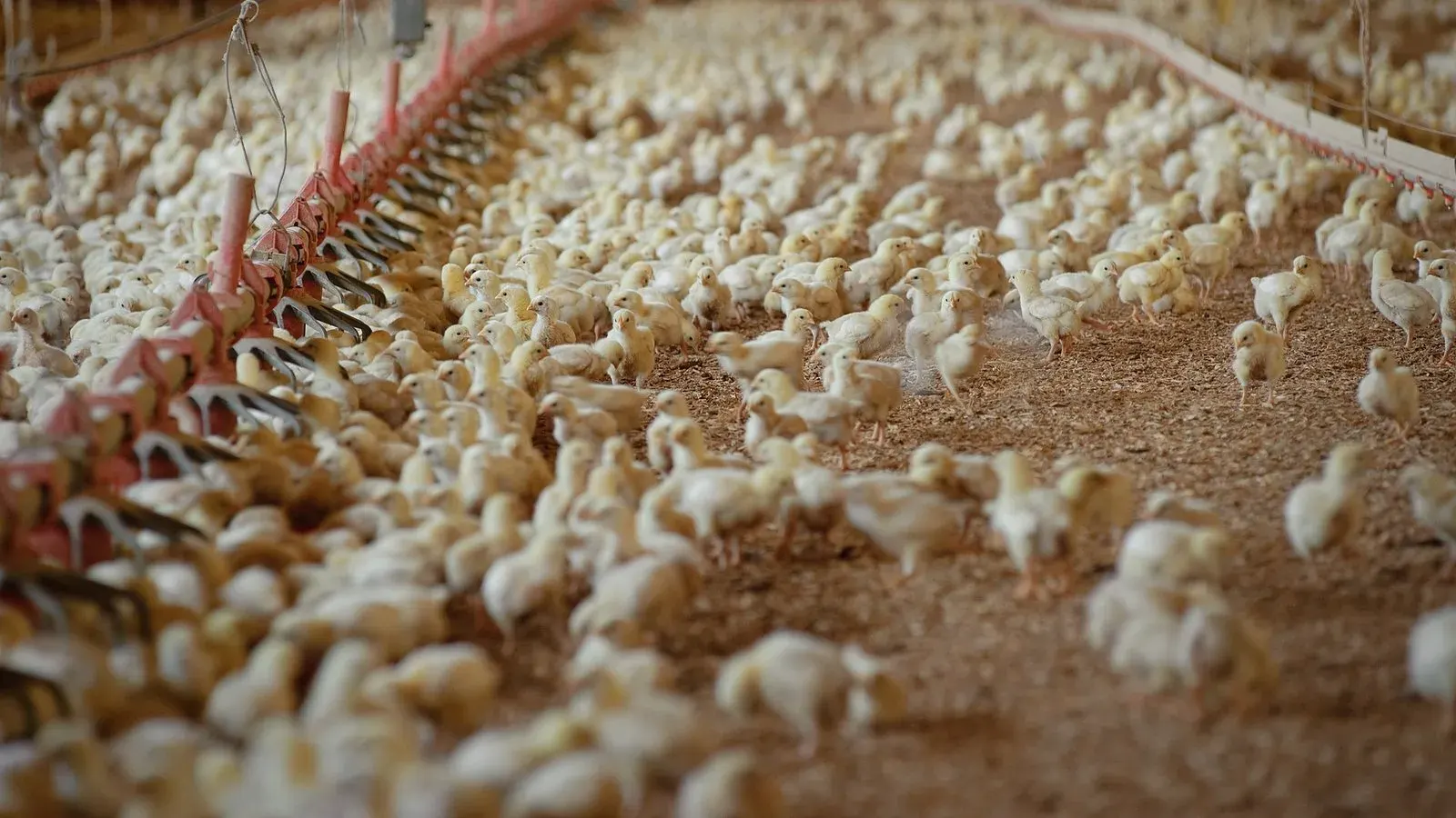 A large group of young chickens feeding along a line of poultry feeders on litter