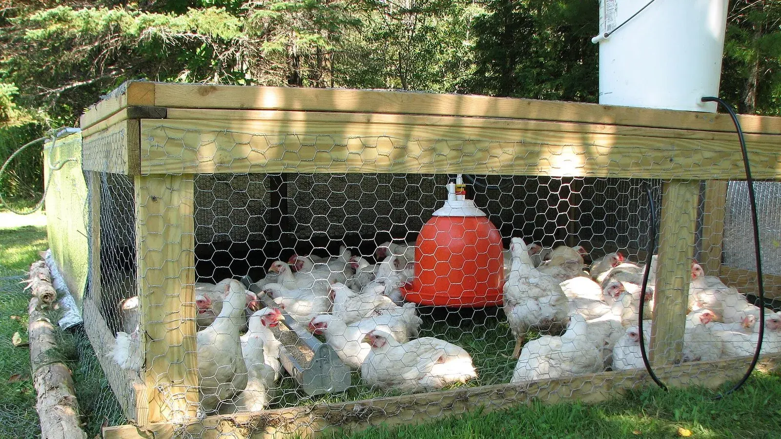 A flock of white chickens gathered around a red hanging feeder inside a wire run