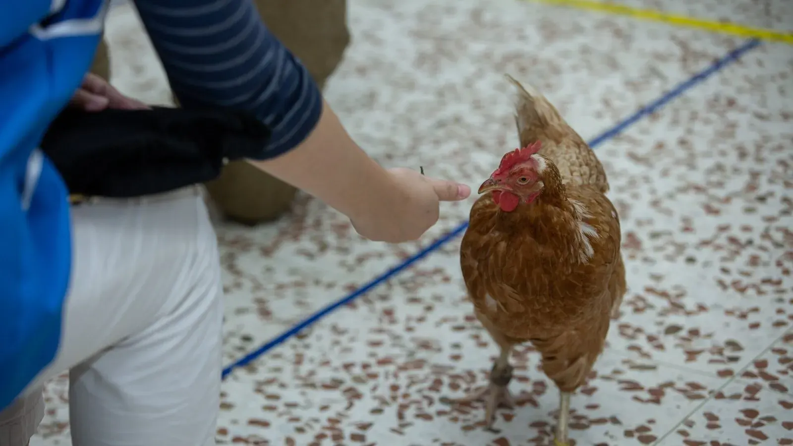 A person in gloves holding and examining a brown hen held against their chest