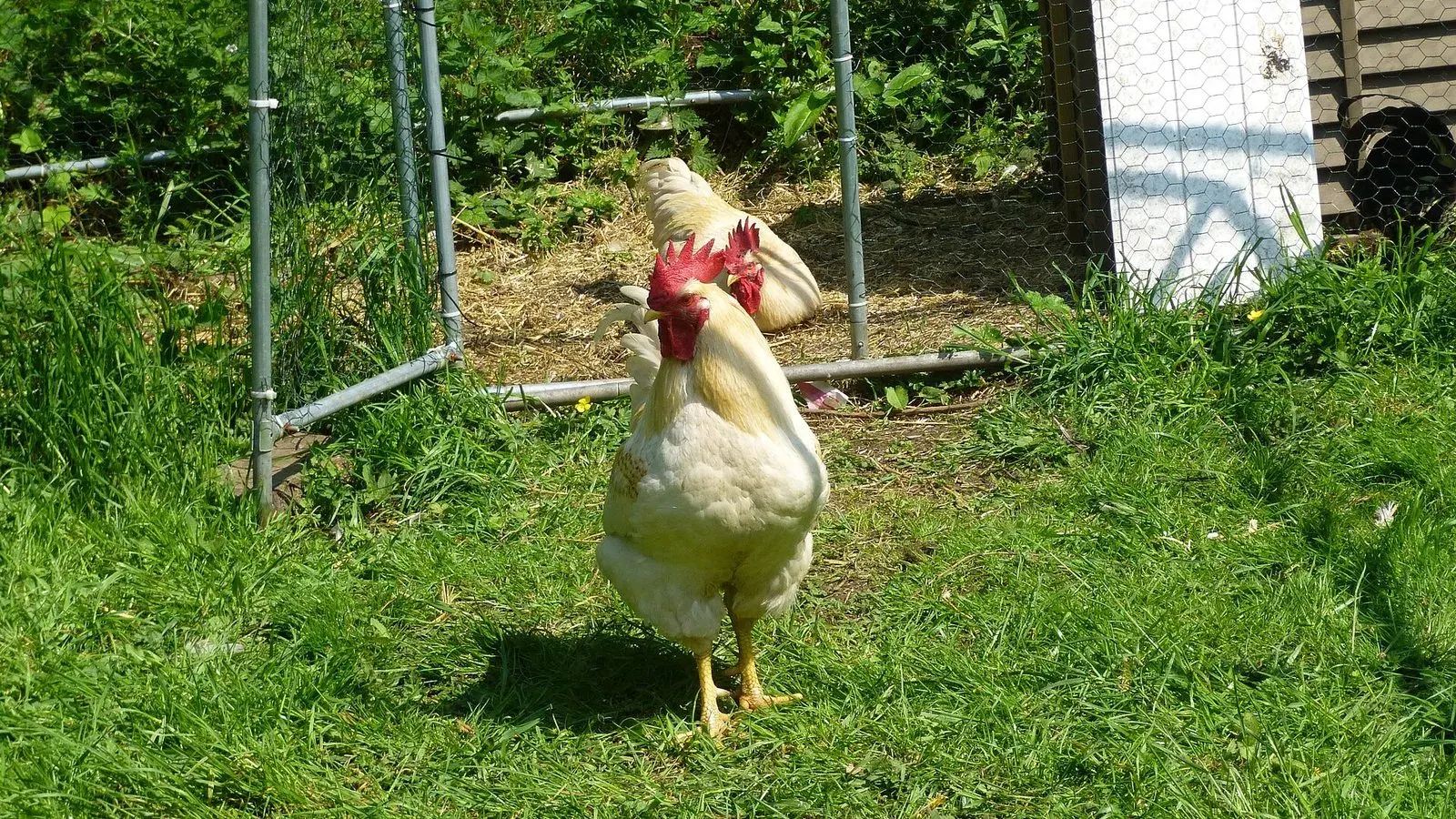 A rooster standing on grass outdoors with a red comb and long glossy tail feathers