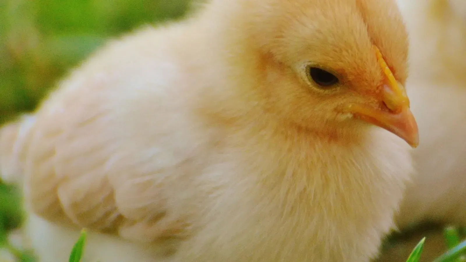 Yellow day old chicks huddled together under warm light on bedding