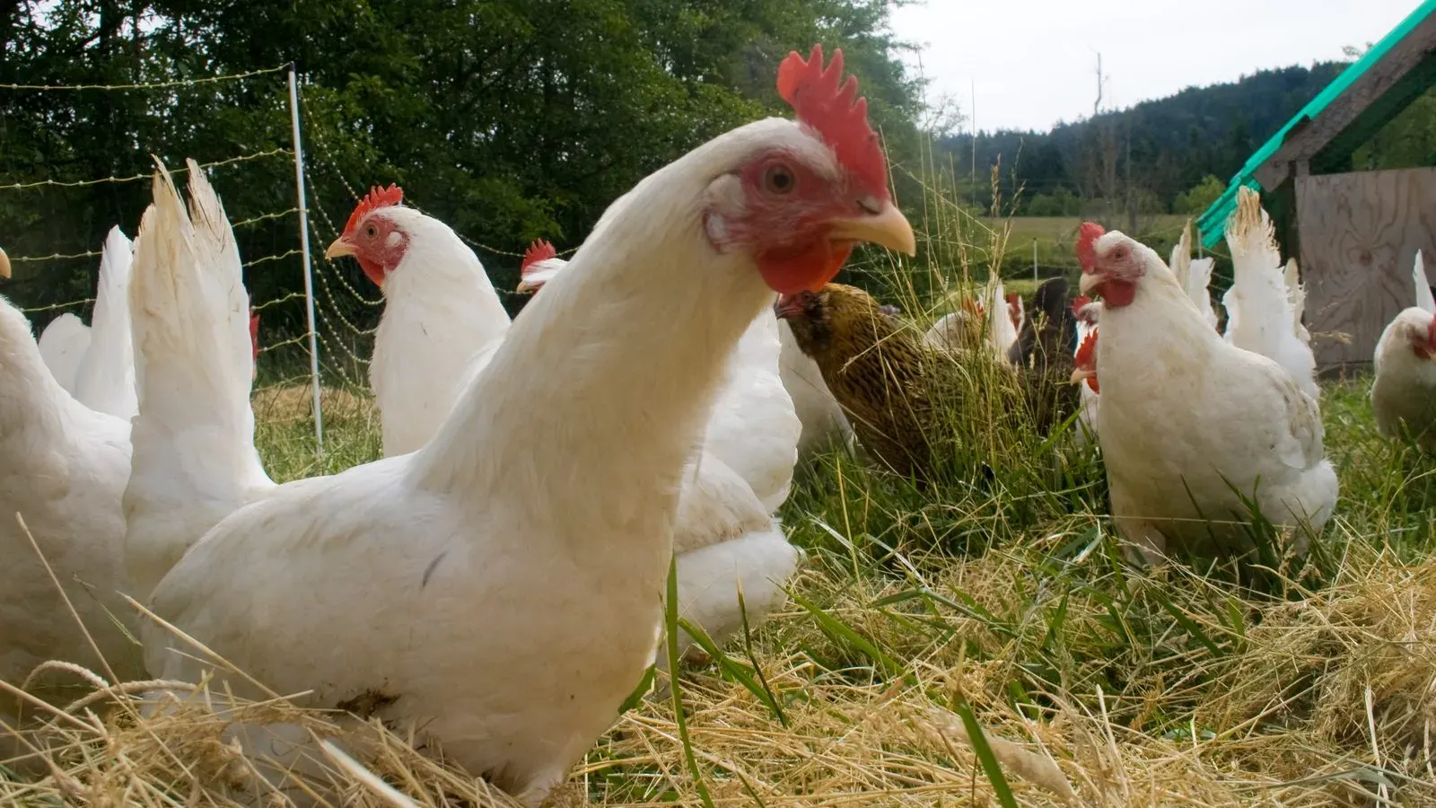 White hens standing in long grass behind an electric poultry net on summer pasture