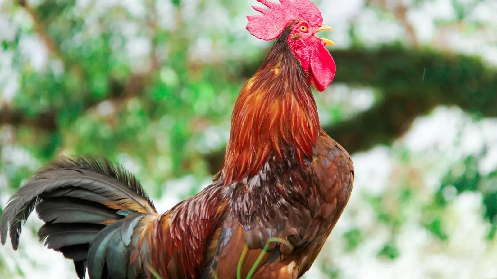 A rooster standing in bright sunlight on bare ground beside a wooden structure