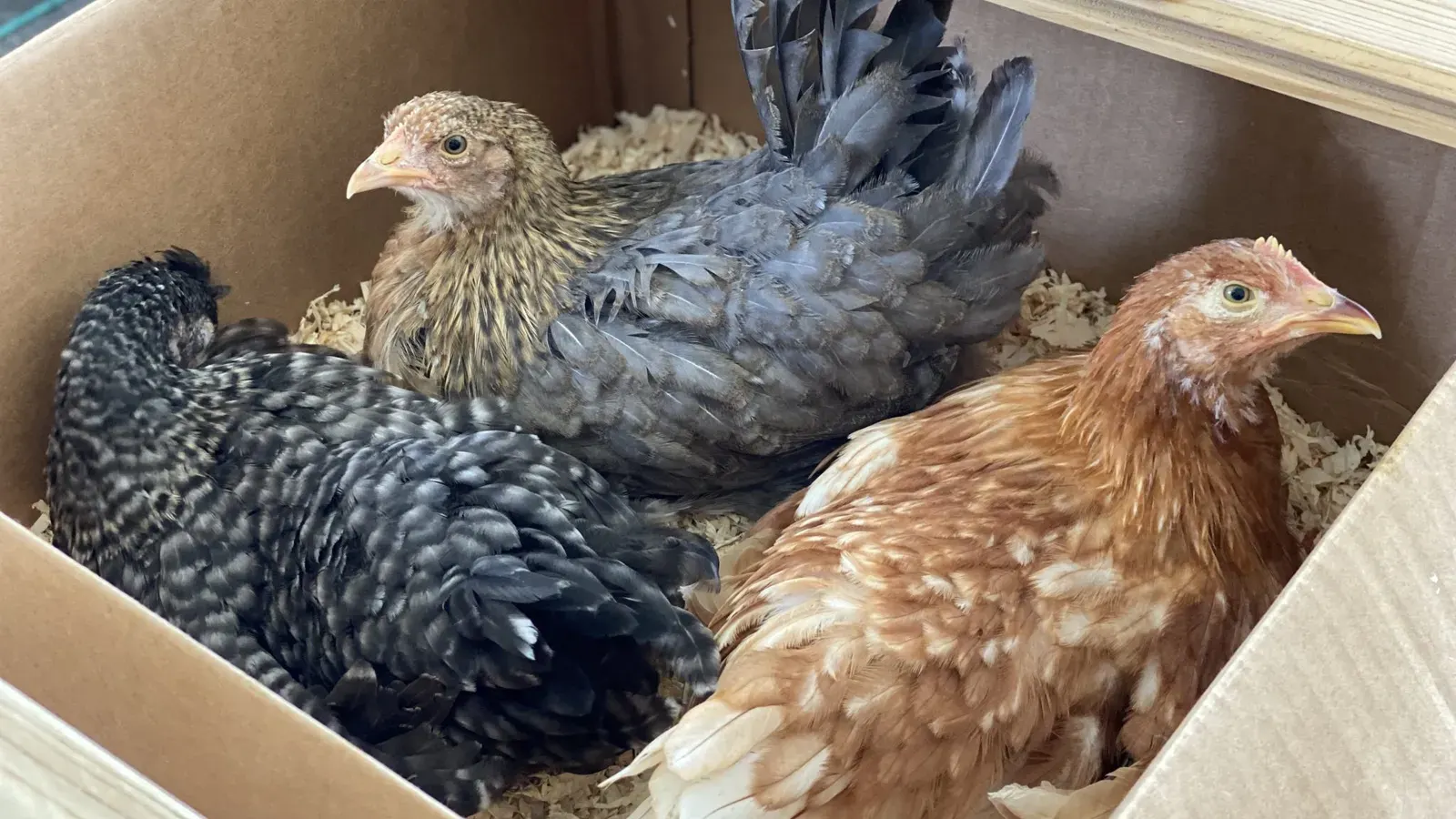Three hens sitting together inside a wooden nesting box lined with bedding