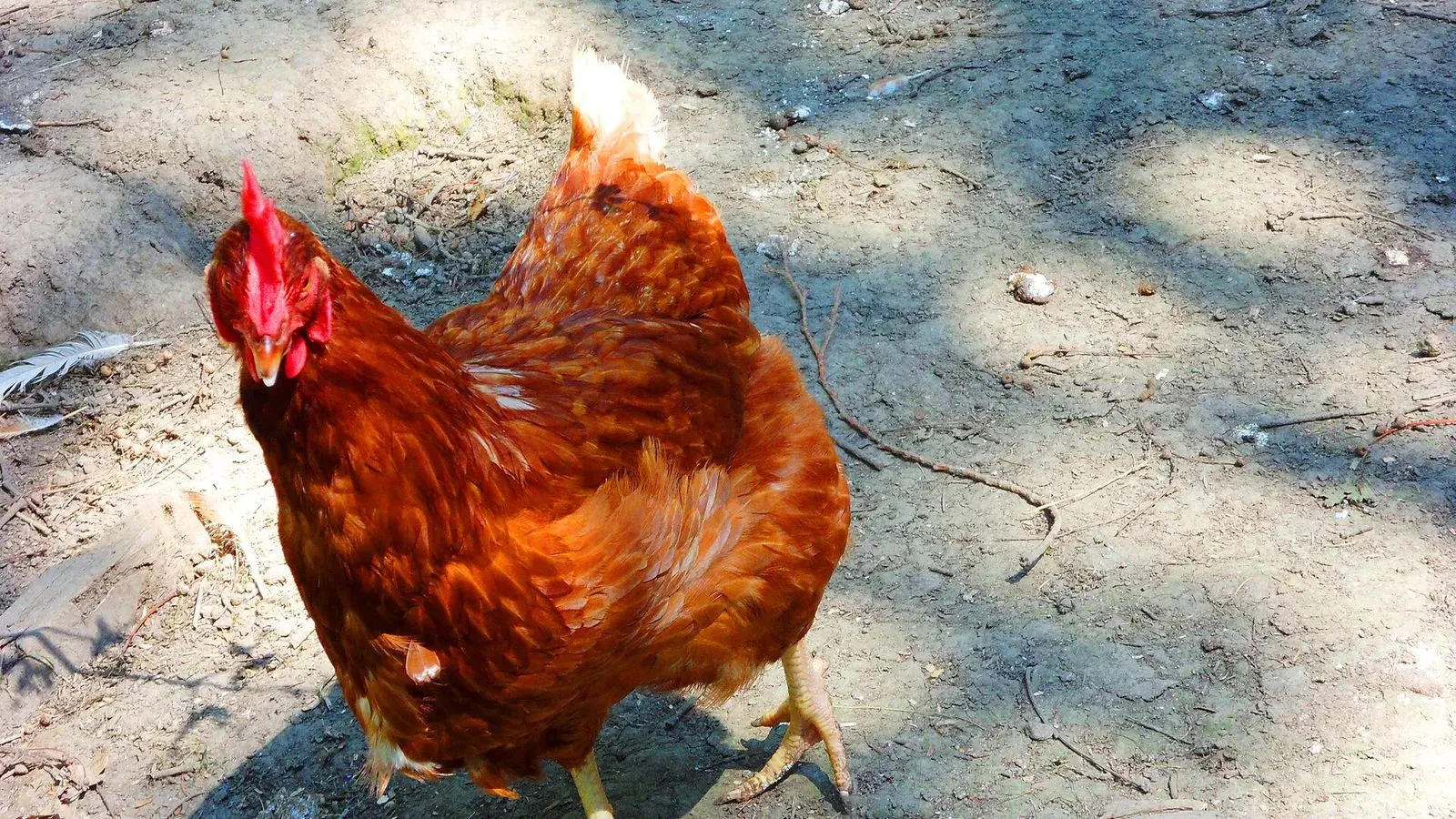 A single hen standing in a grassy backyard run in bright daylight
