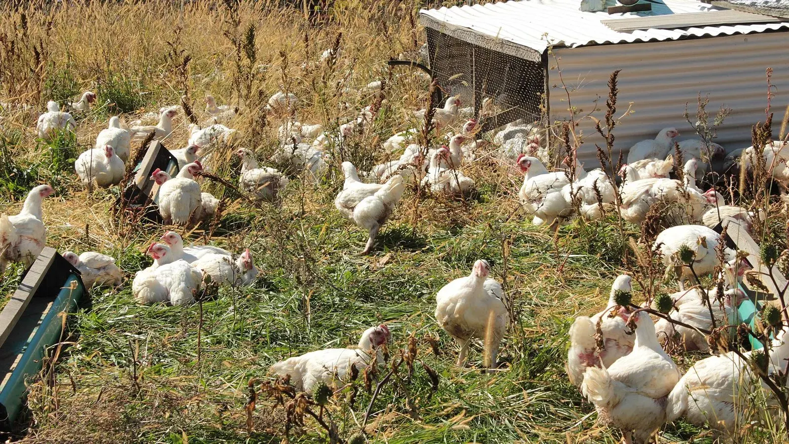 White meat birds on pasture beside a low mobile shelter on a smallholding