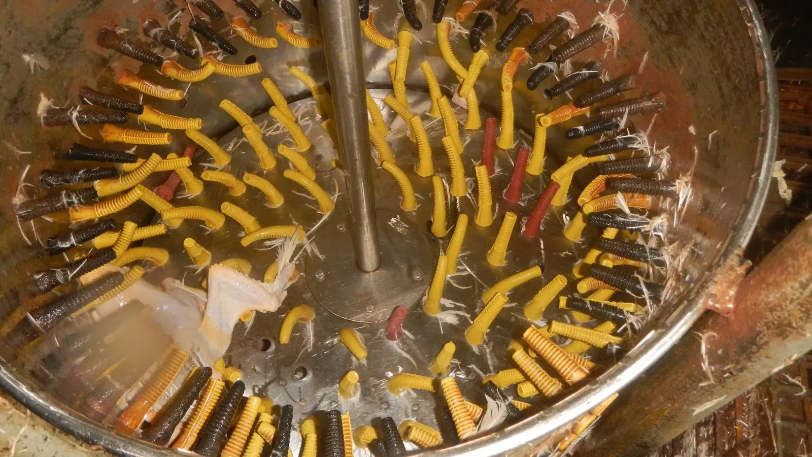 Yellow and black rubber plucking fingers set into the drum and base plate of a poultry plucker with wet feathers caught between them