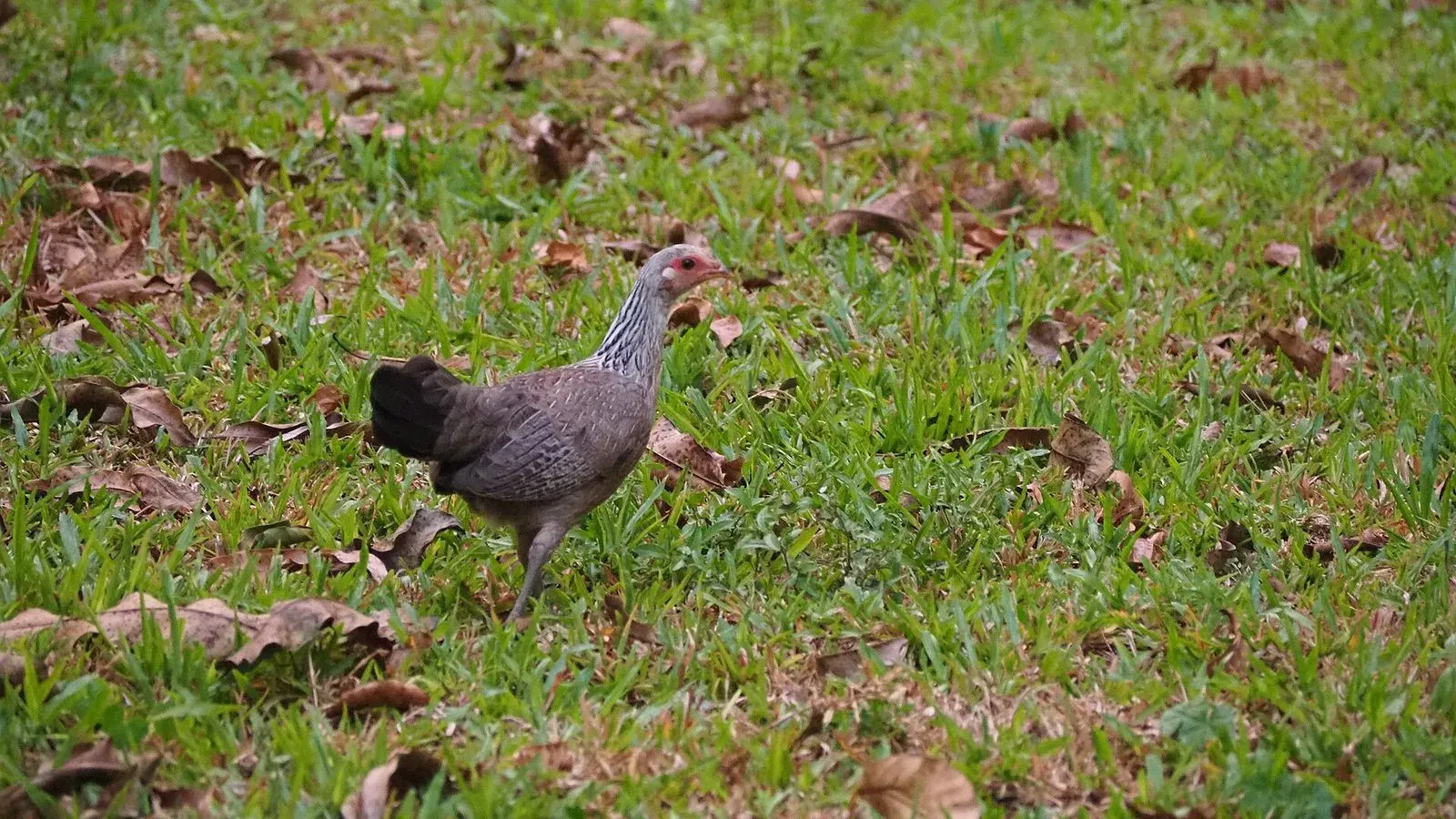 A brown hen foraging through grass and leaf litter in a backyard run