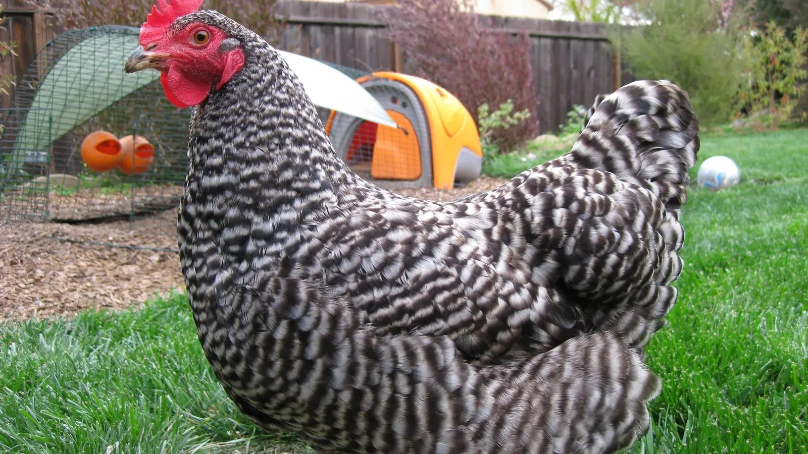 A speckled hen standing alert on bare ground beside a wire run fence