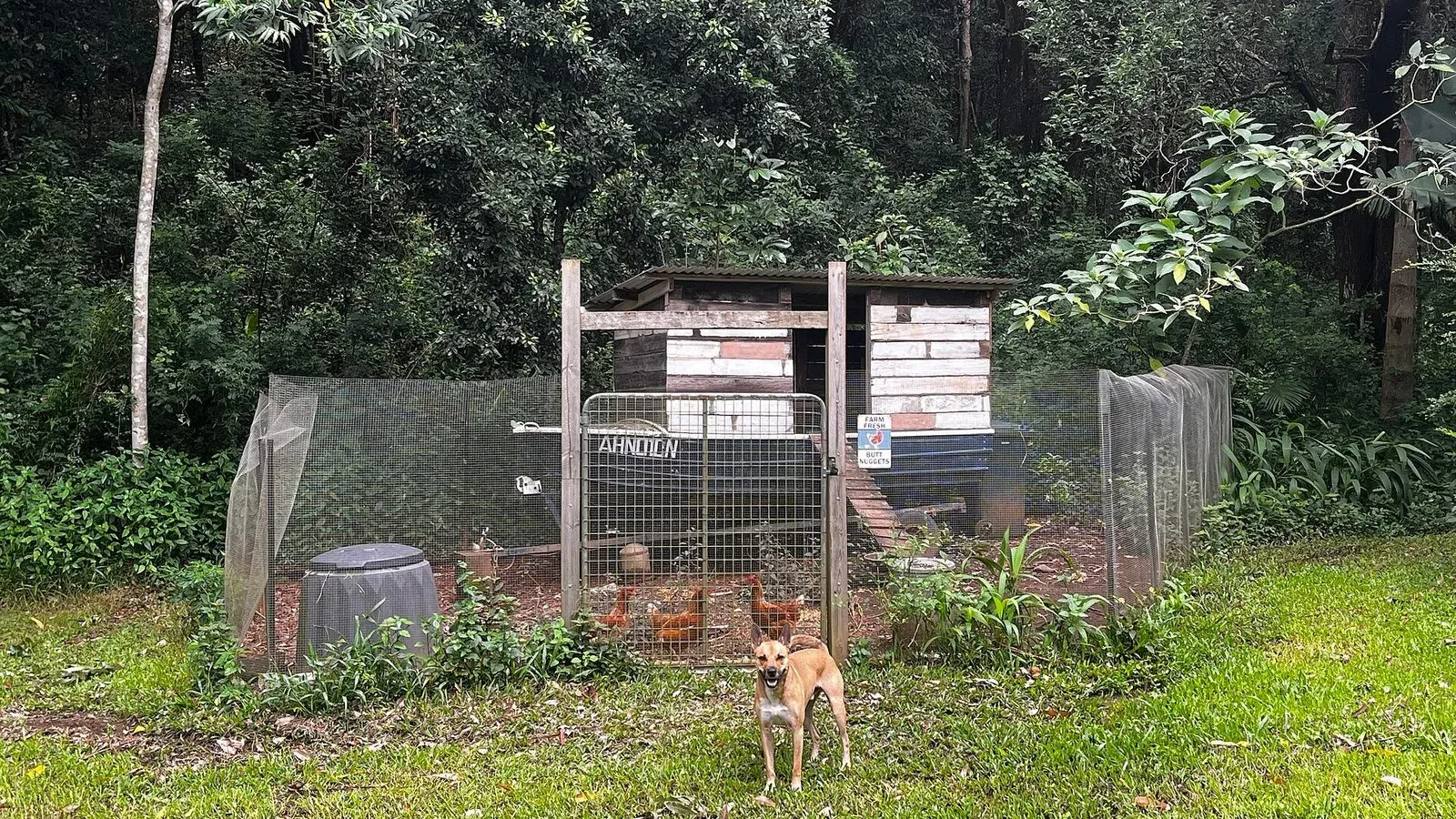Hens perched on a timber roosting bar inside a wooden coop built into an old boat hull