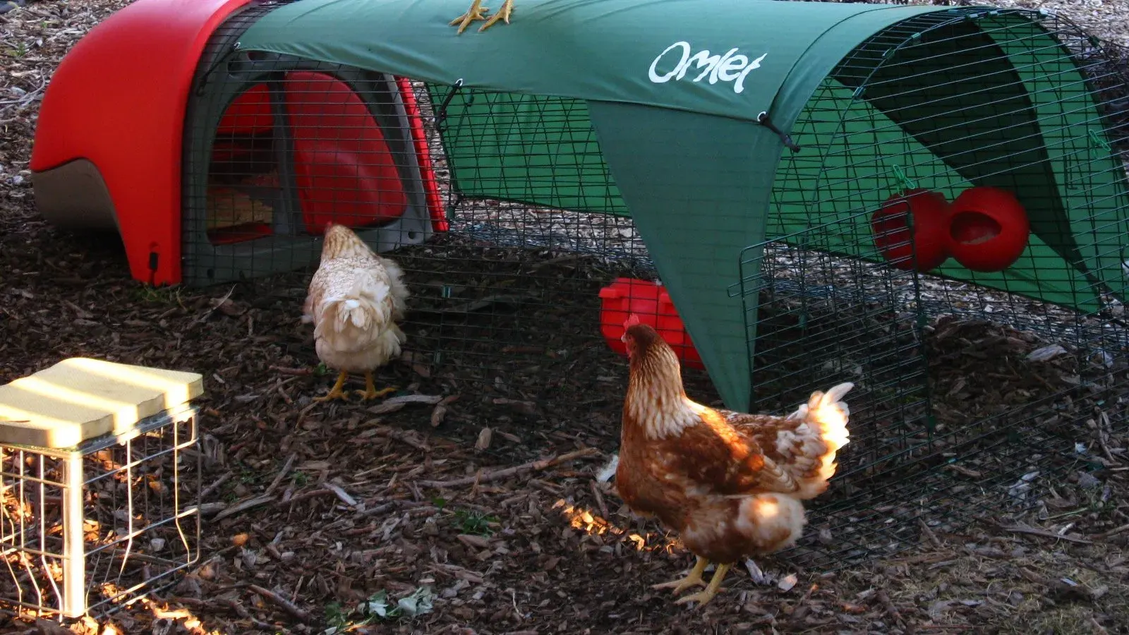 Hens standing under a green mesh chicken run attached to a plastic coop on bare ground