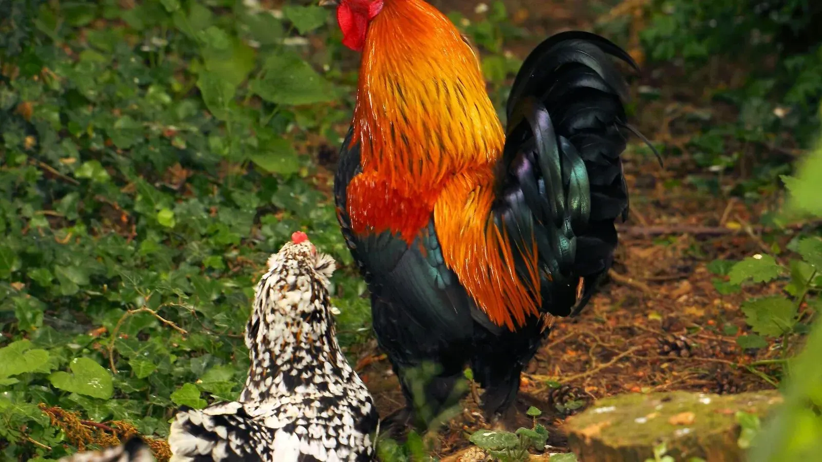 A large cockerel with long tail feathers standing on grass in a garden