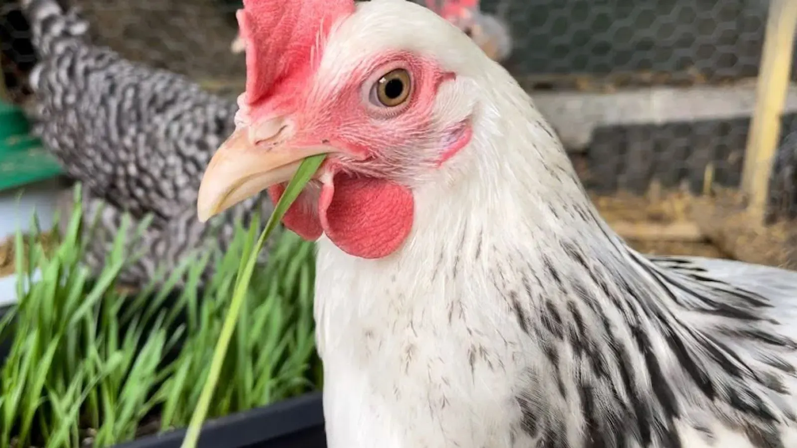 A brown hen standing on a wooden perch in a garden run