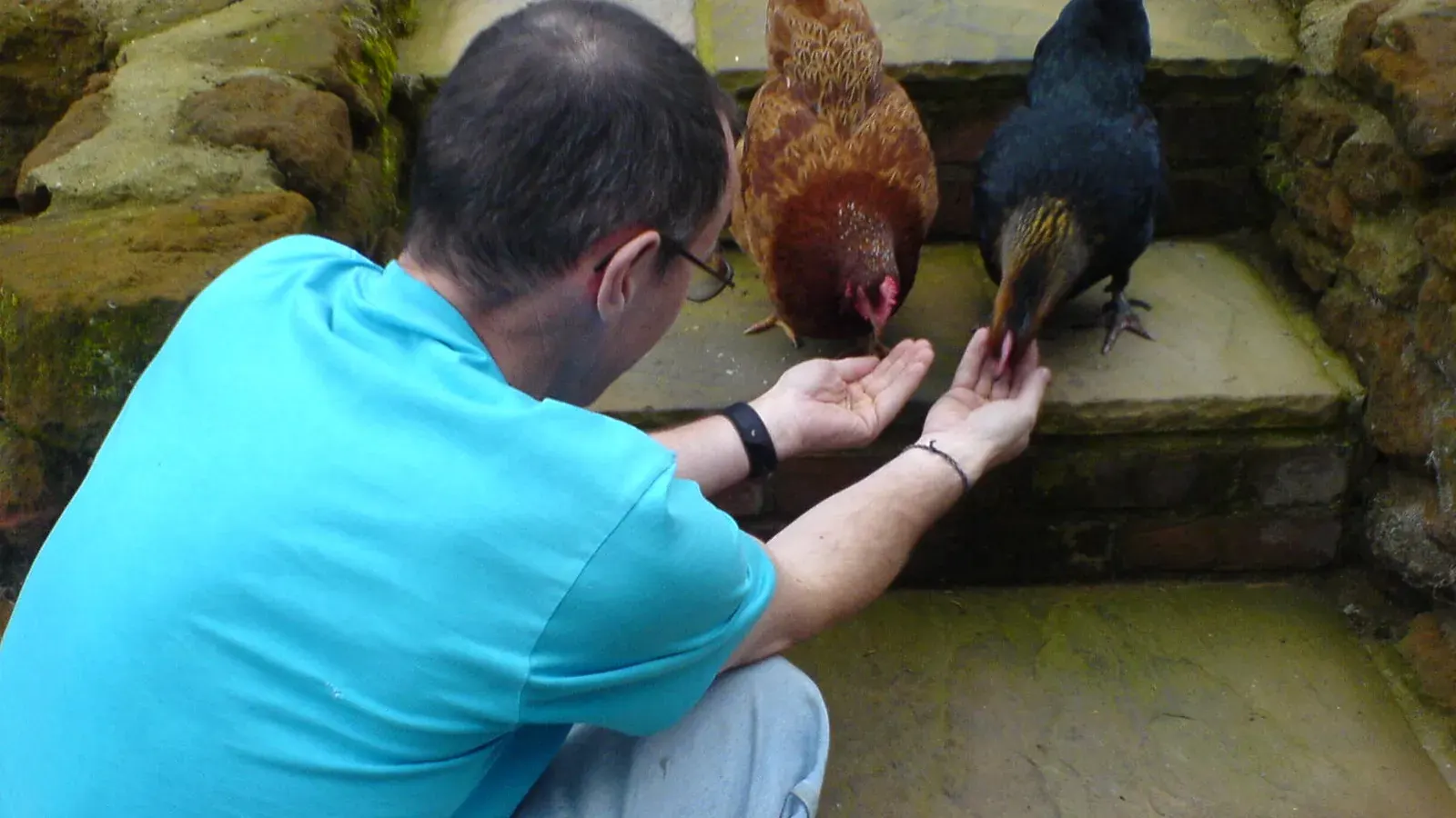 A person crouching down and hand feeding two hens in a garden