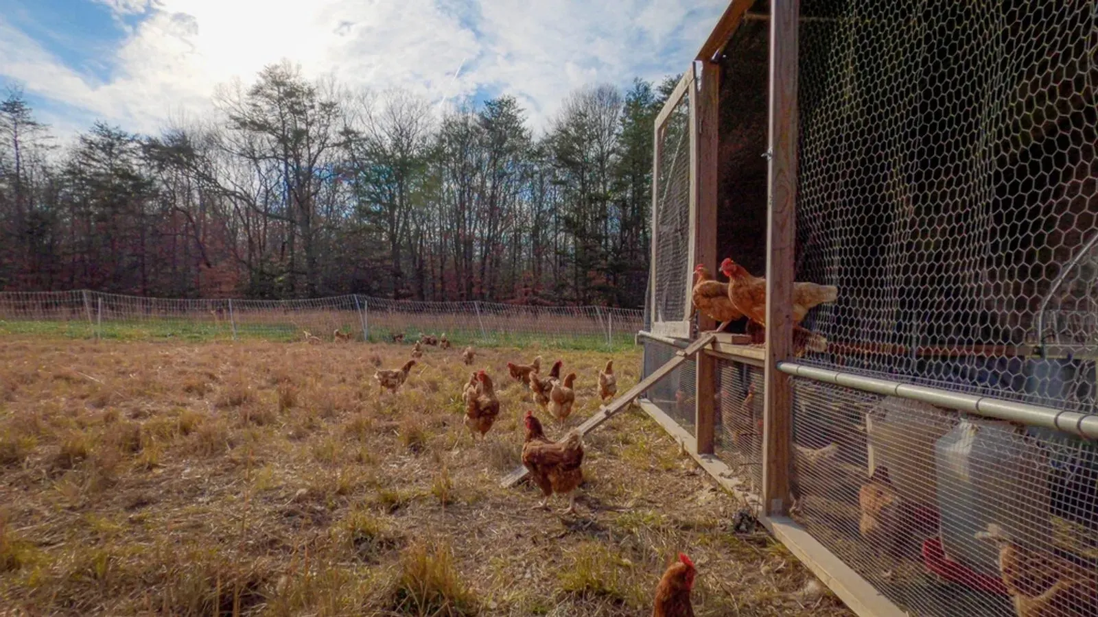 Brown hens moving along a grassy strip beside a wire fence in a backyard