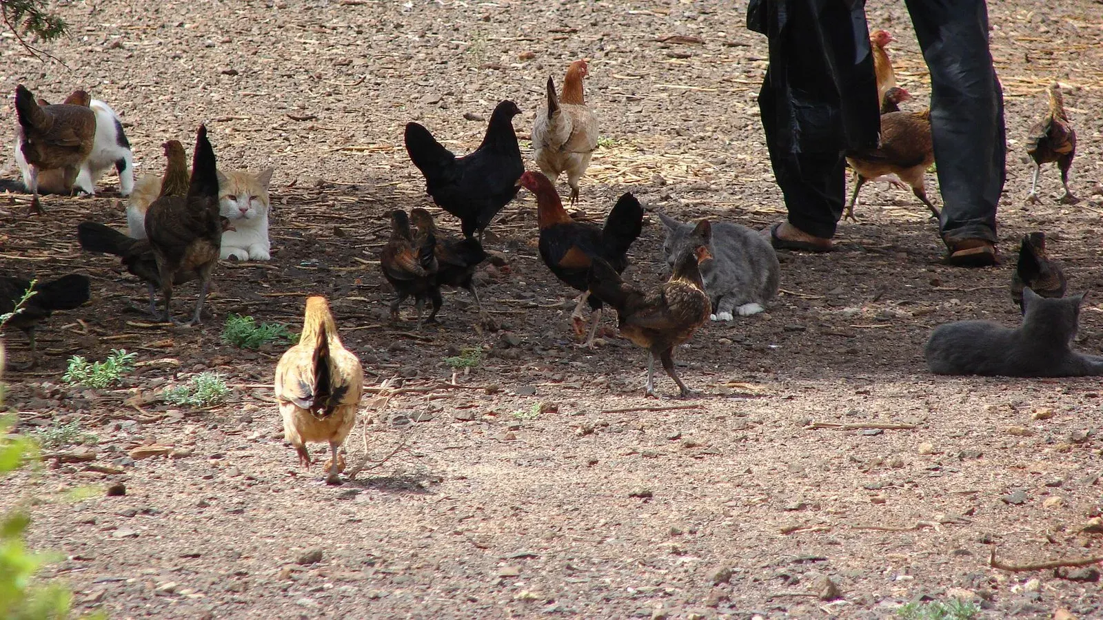A mixed flock of free ranging chickens foraging on dry bare ground alongside resting cats