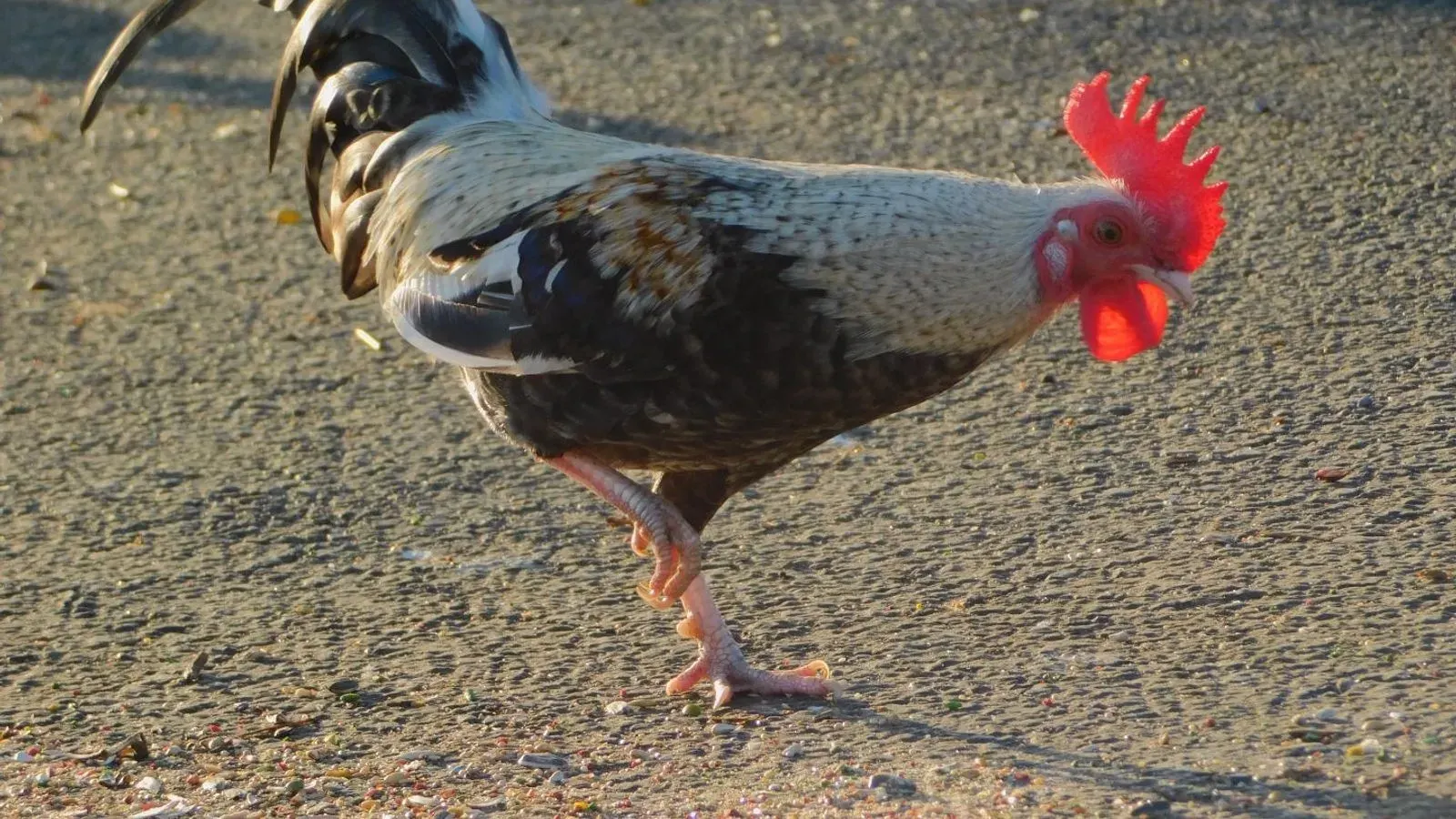 A speckled rooster with a bright red comb walking across gravel in low sun