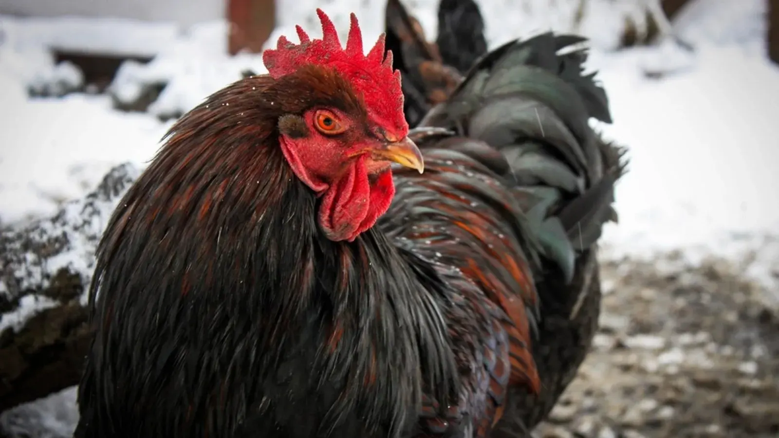 Hens standing on frozen winter ground outside a wooden coop