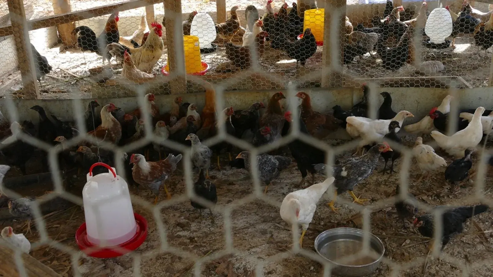 Hens gathered inside a wire poultry pen beside a white plastic drinker