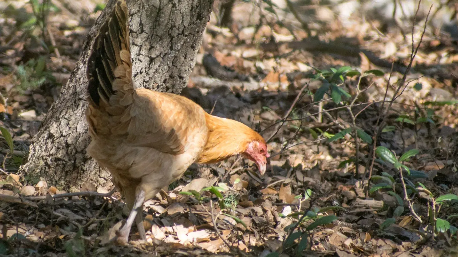 A hen scratching in loose dry ground with her head down and one foot raised