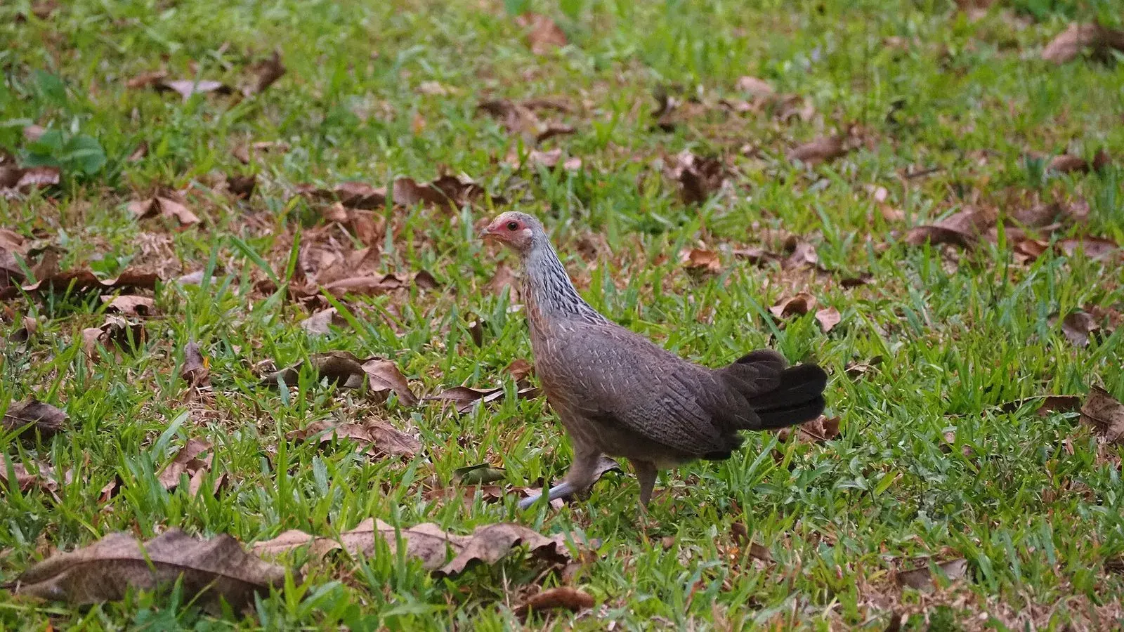 A hen scratching and foraging for food in dry ground and short grass