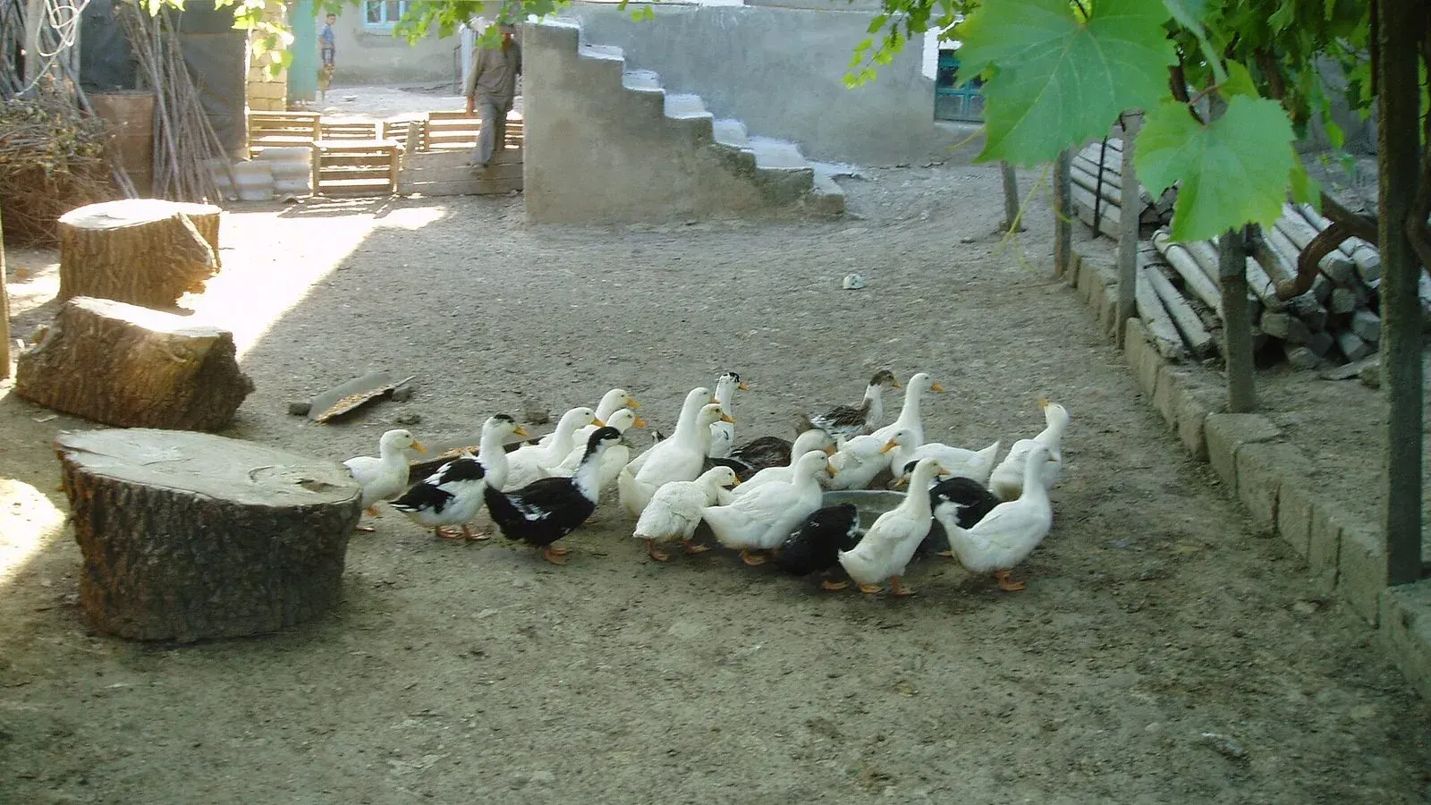 A flock of white and brown domestic ducks standing together on wet ground beside a pond