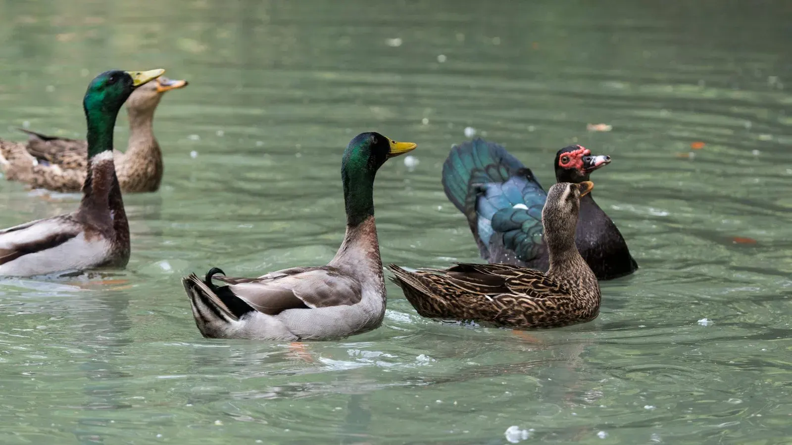 A group of domestic ducks feeding together on wet ground beside shallow water