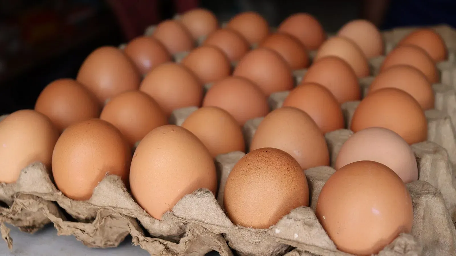 A group of pale brown chicken eggs resting together in daylight